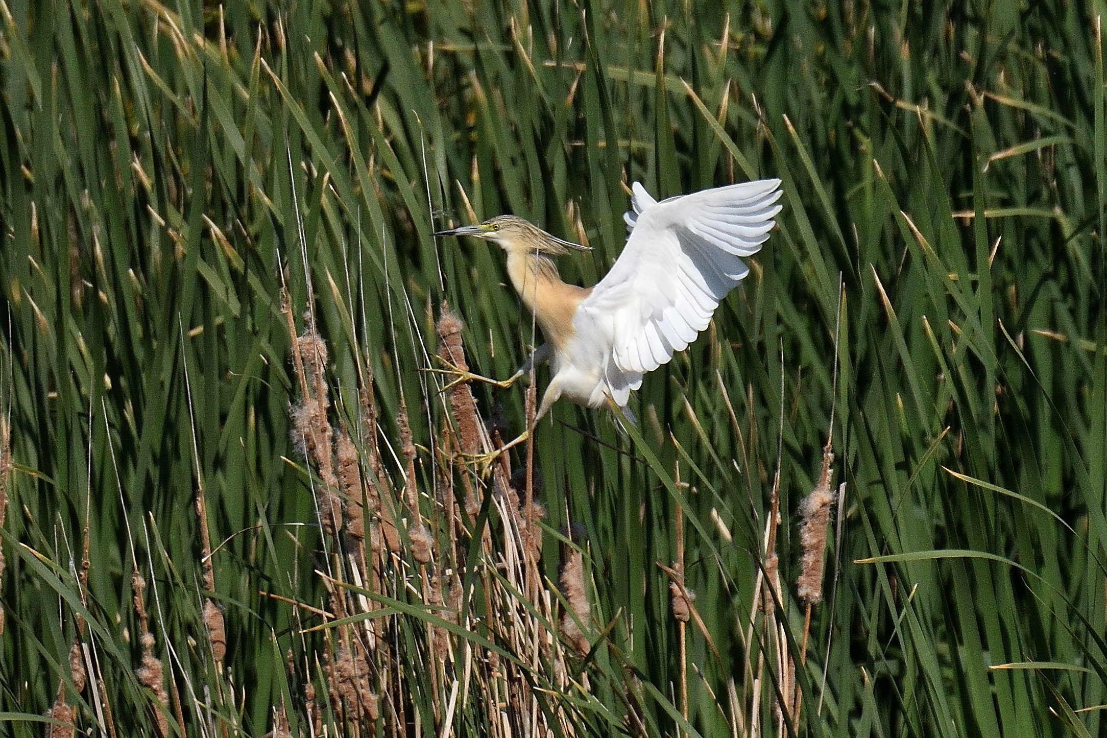 Sgarza ciuffetto in atterraggio sui papiri