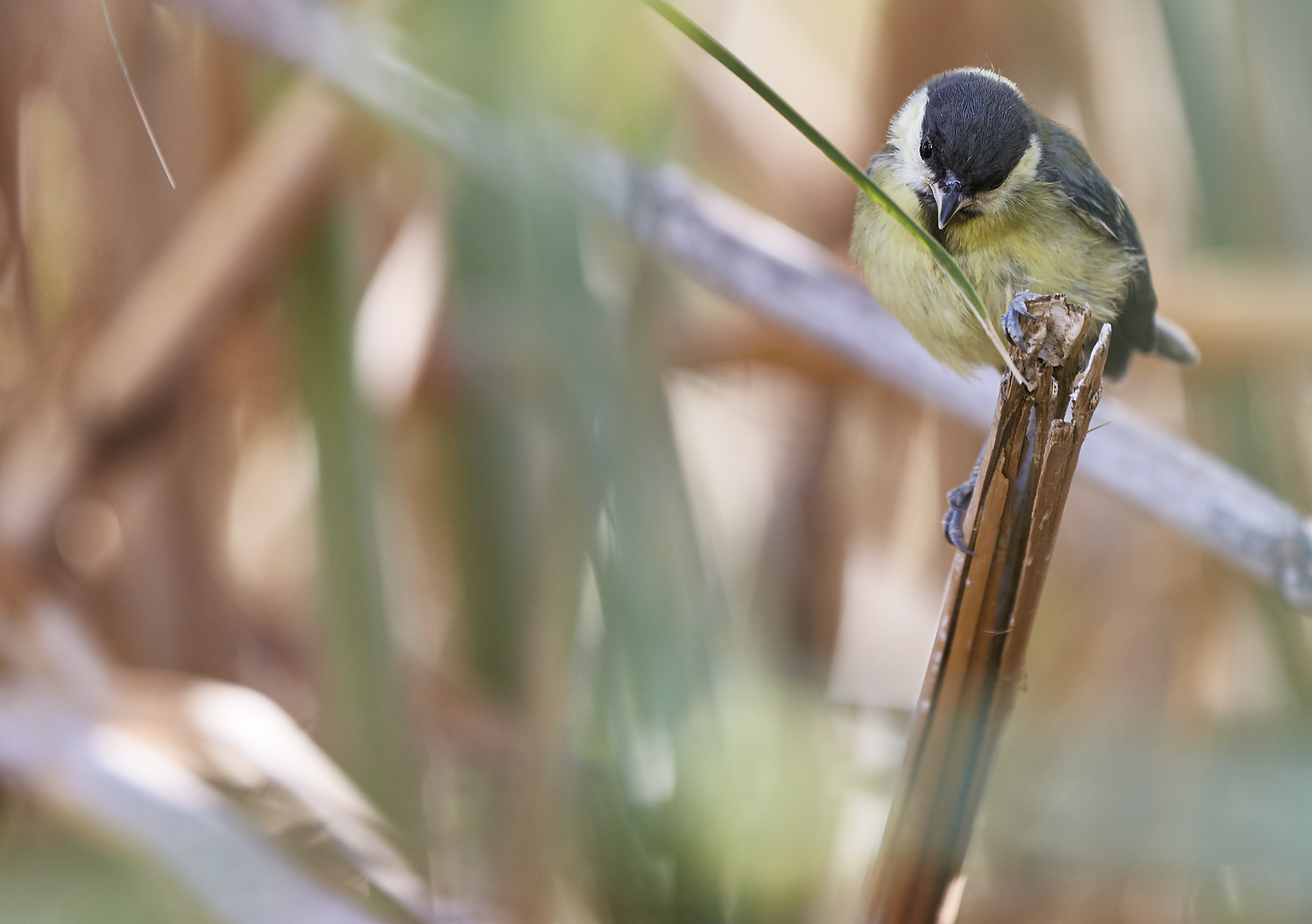 cinciarella liberata