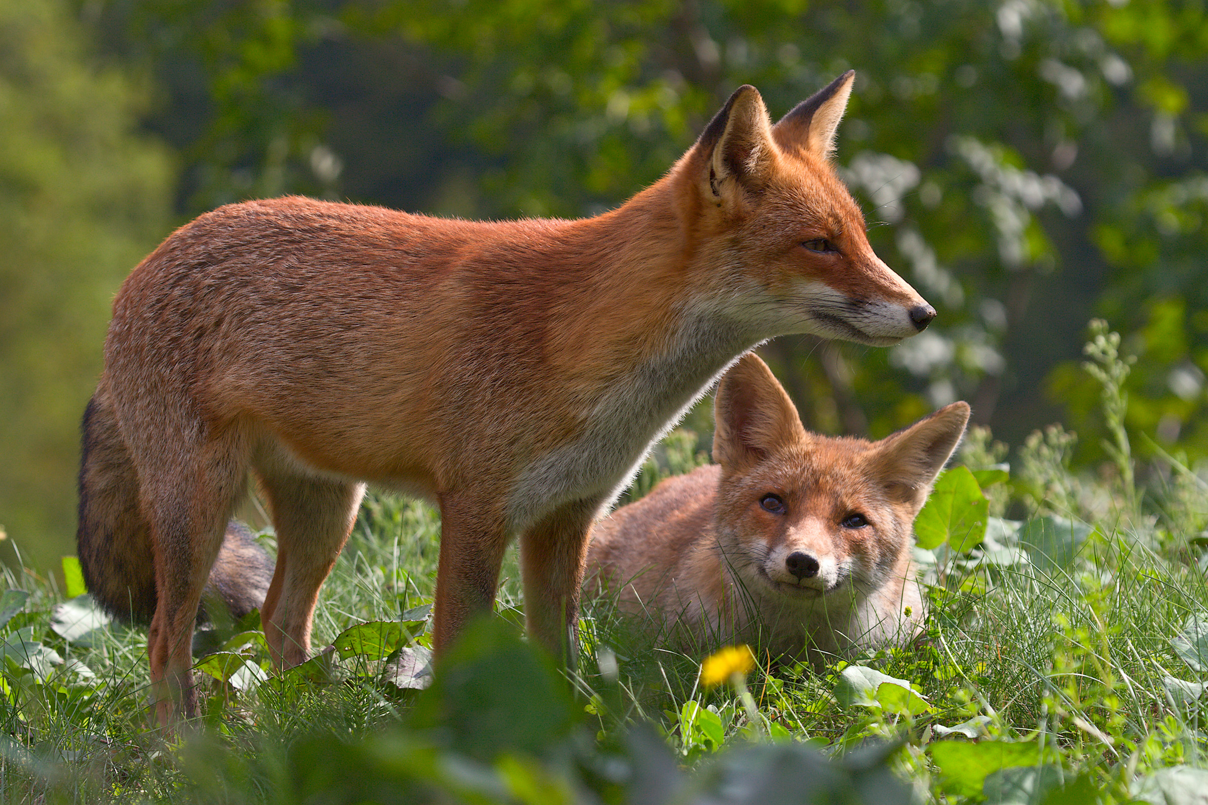 Love between sisters