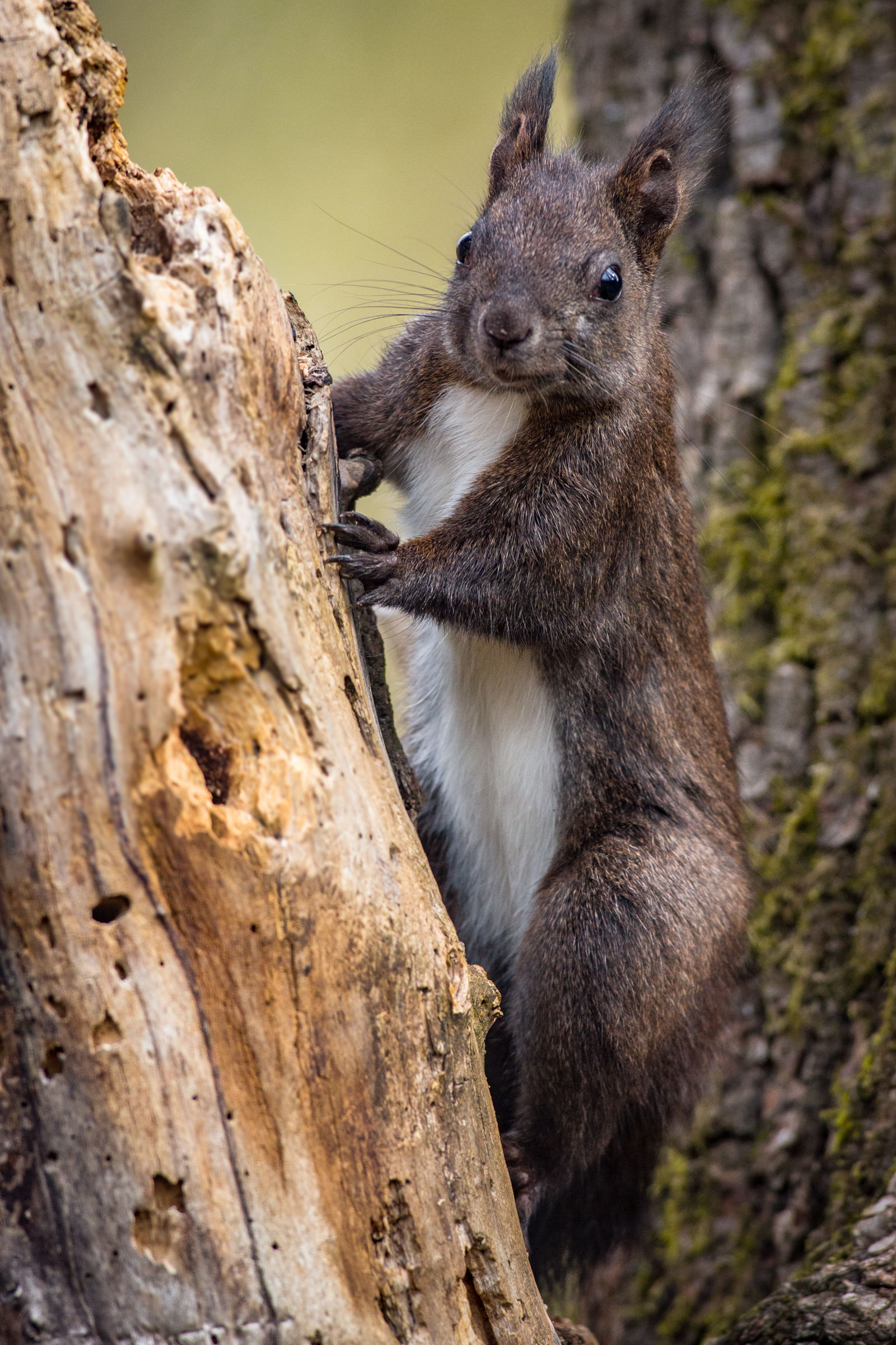 Il folletto curiosone