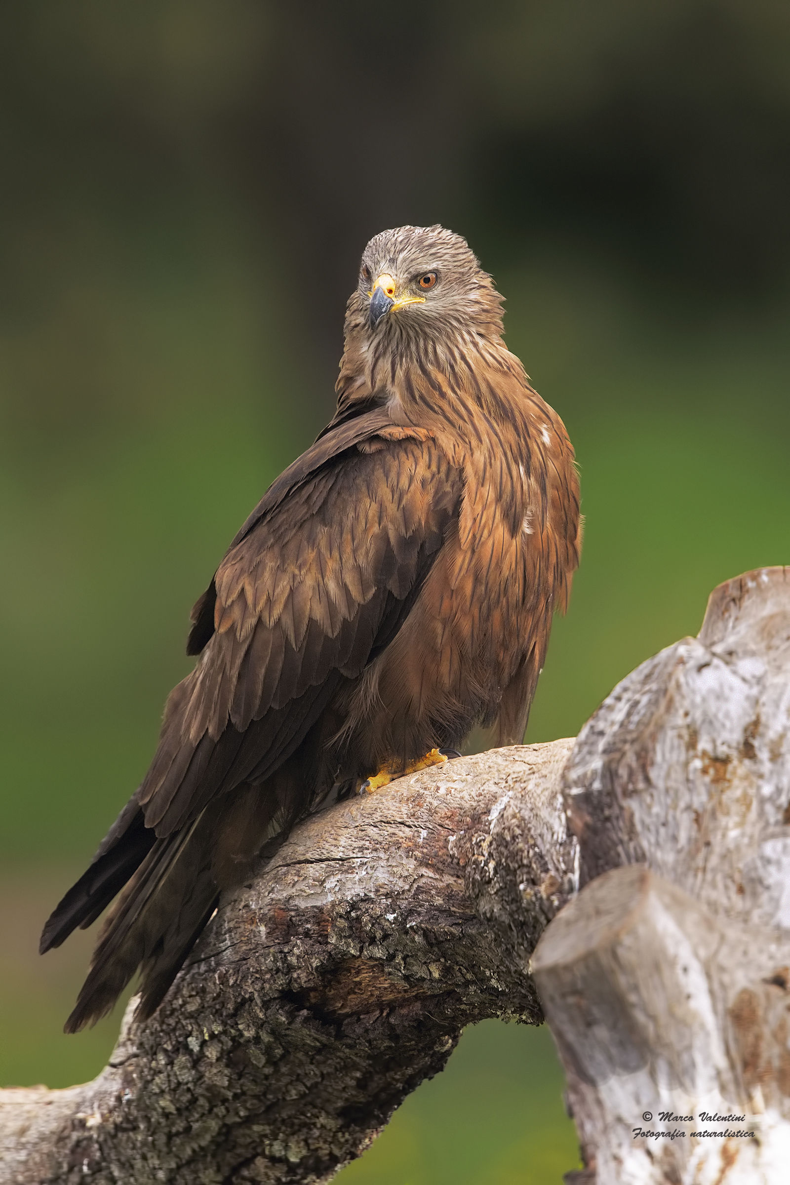 The look of the red kite
