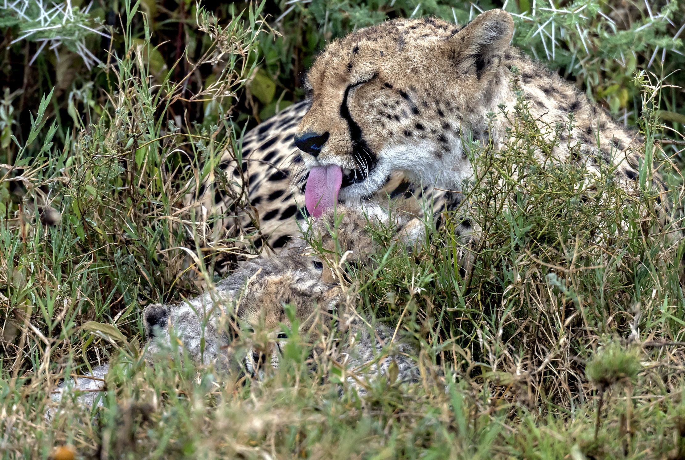 Tanzania 2016 - Nell'erba della savana