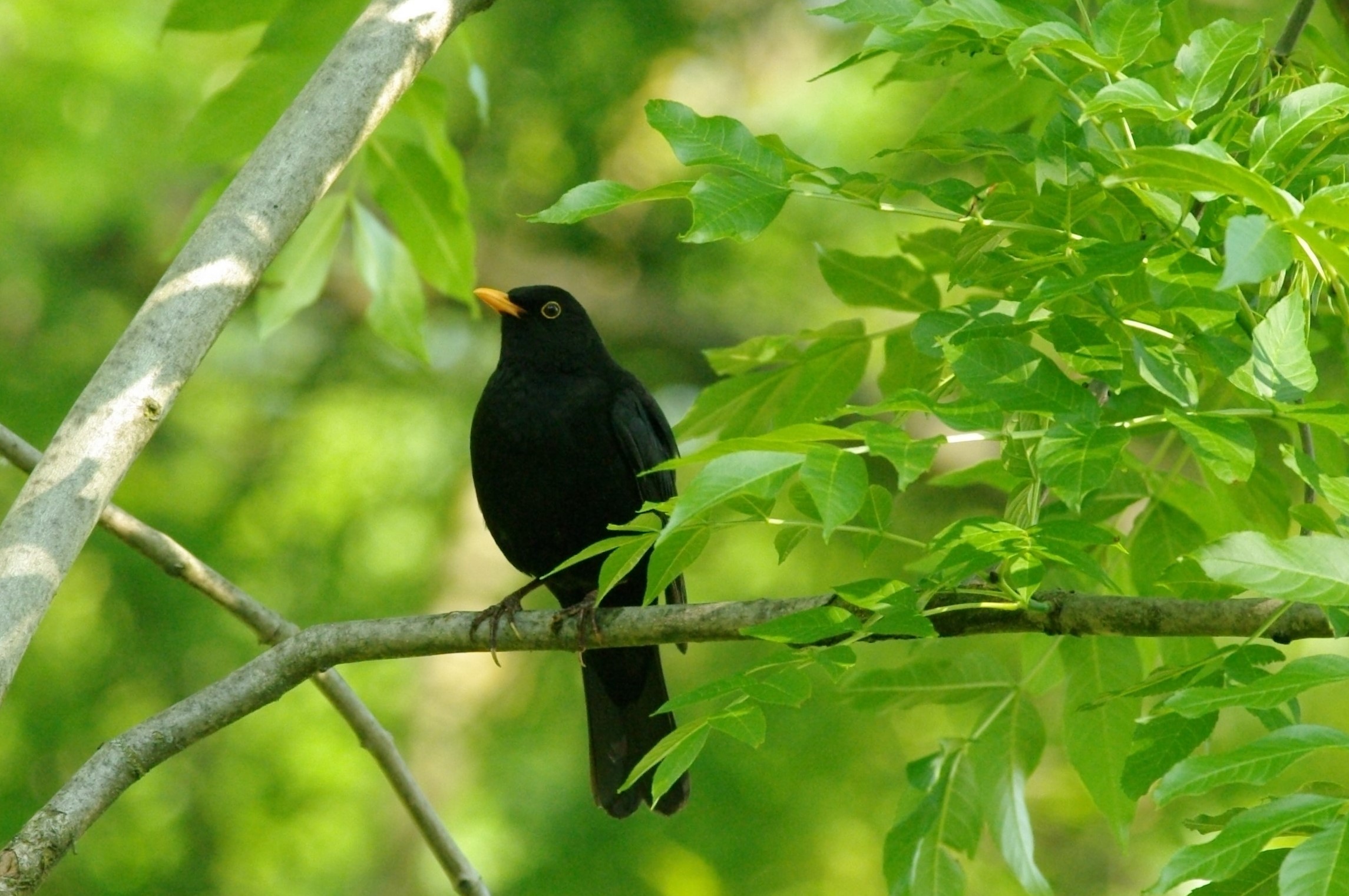 male blackbird