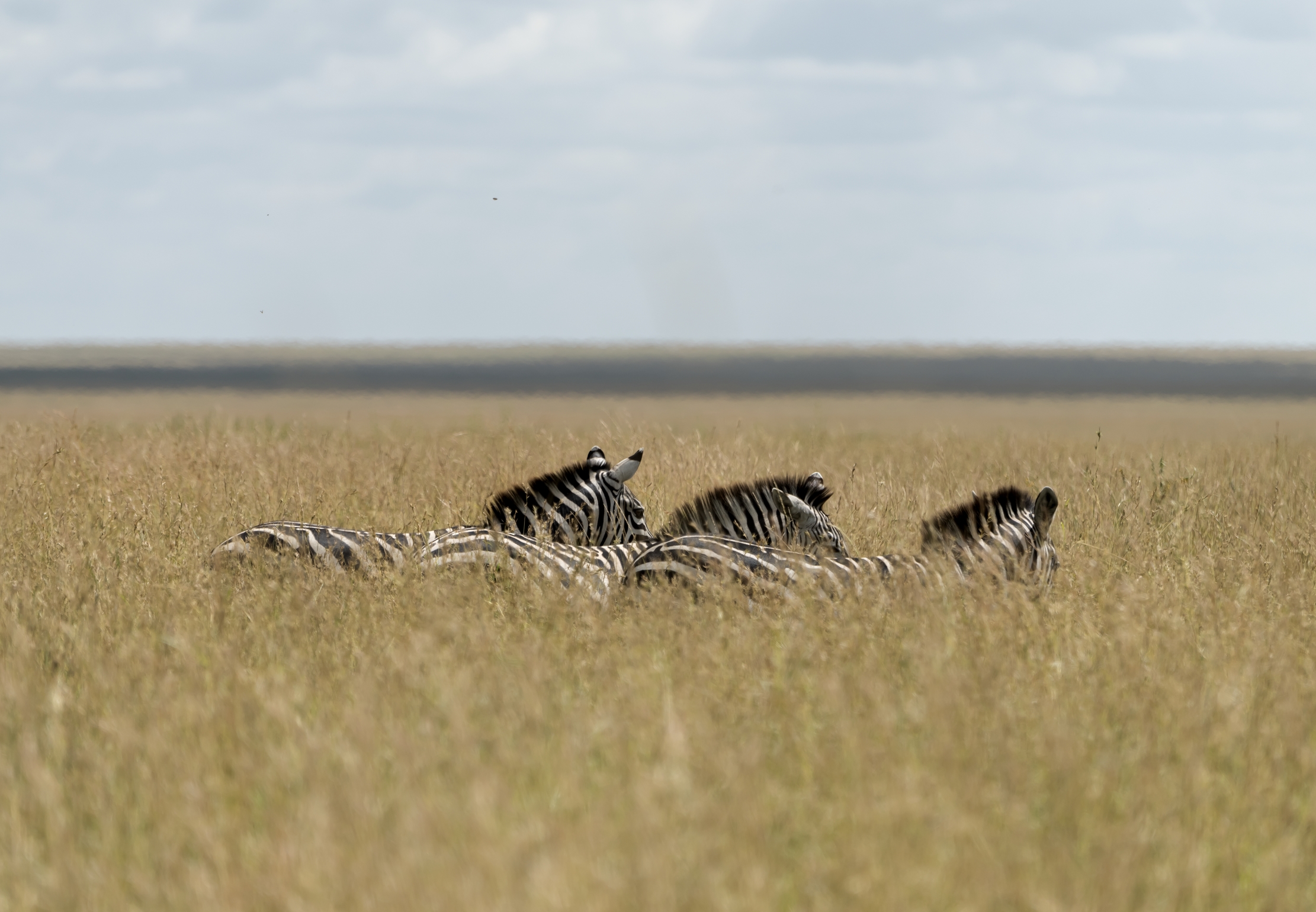 Tanzania 2016 - Nell'erba della savana