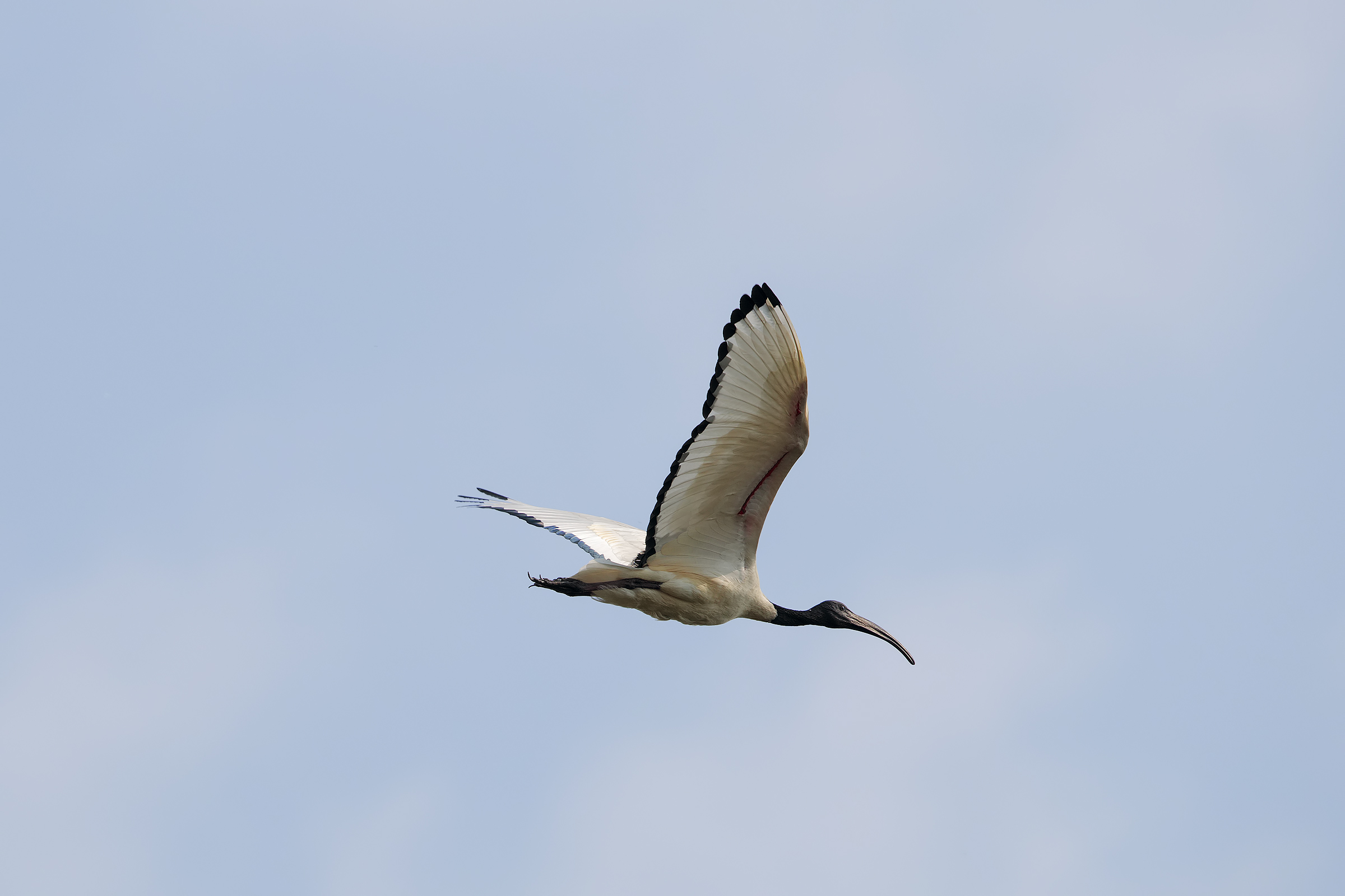 Sacred Ibis