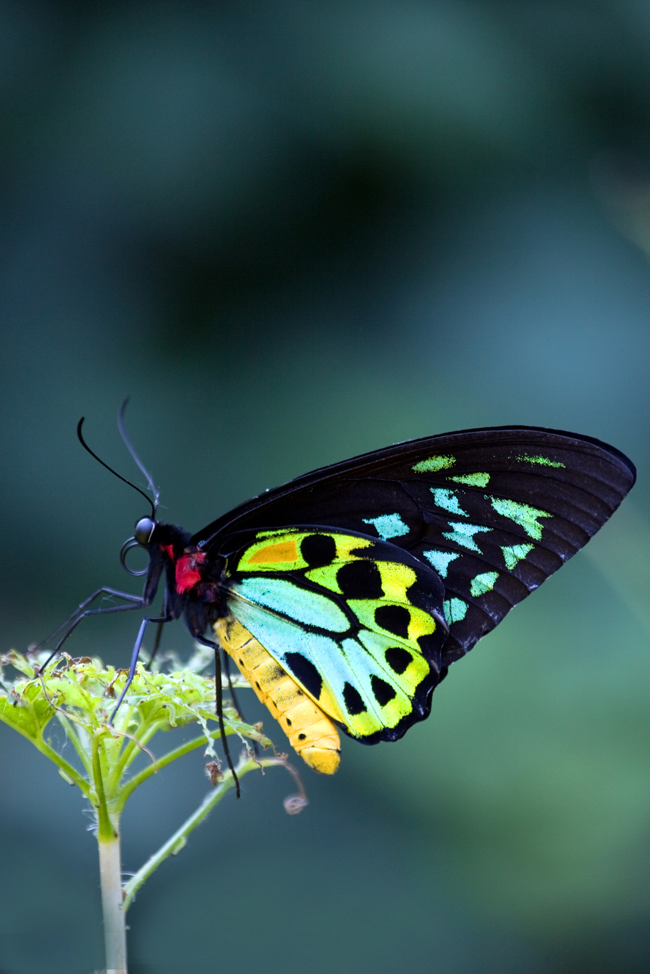 ornithoptera priamus