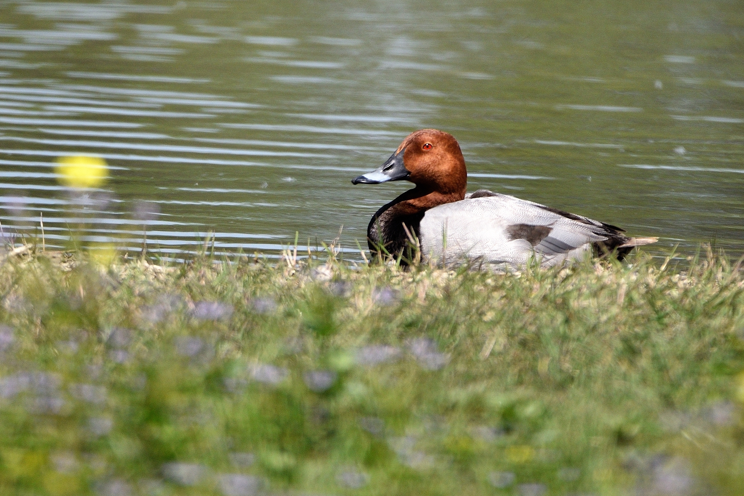 Moriglione (Aythya ferina)