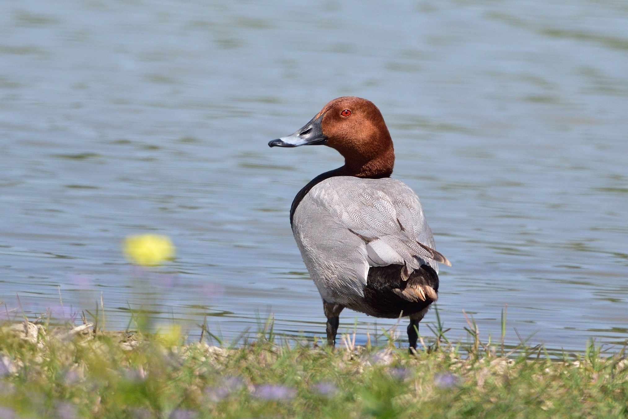 Pochard (Aythya ferina)