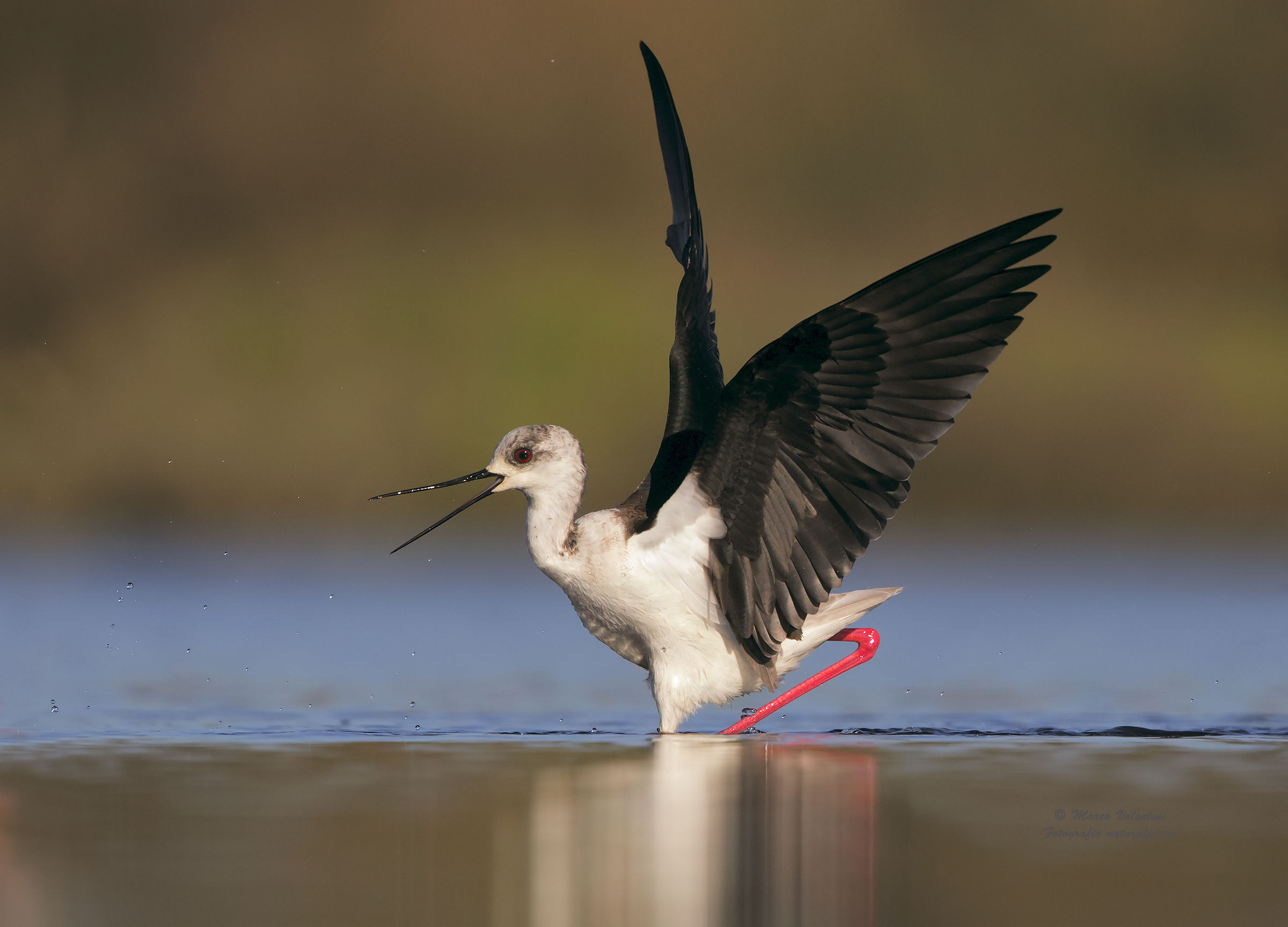Furious stilt - The furious cavalier