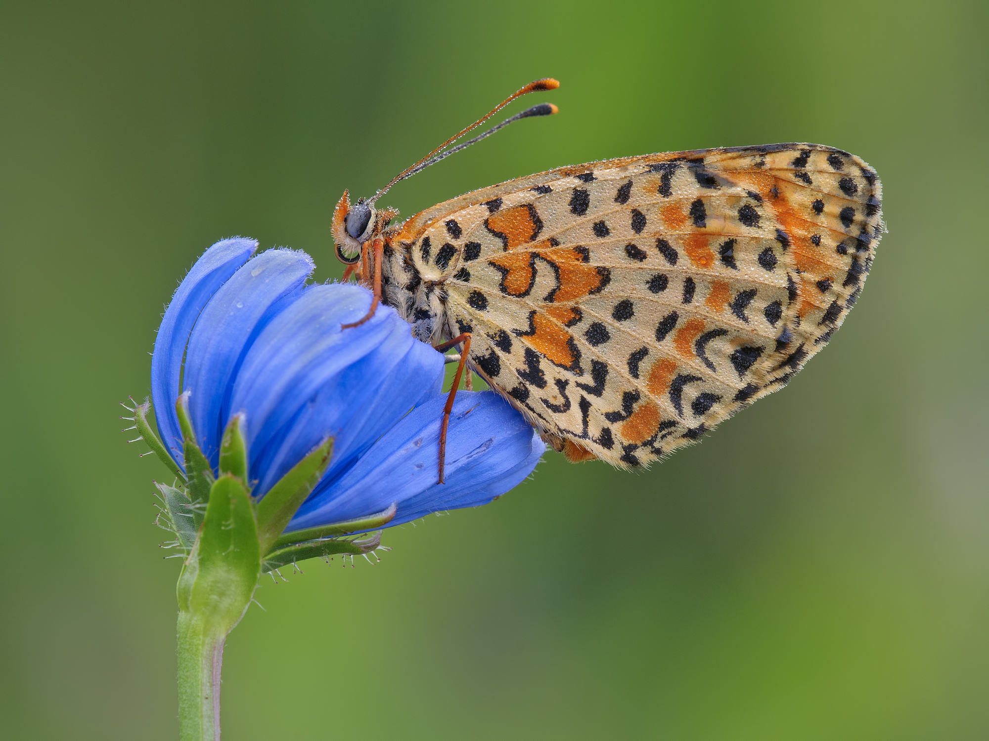 Melitaea didyma
