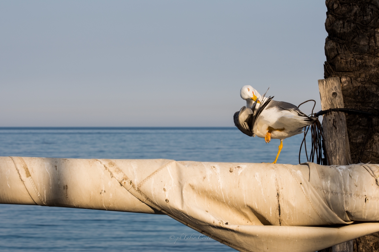 La danza del gabbiano...