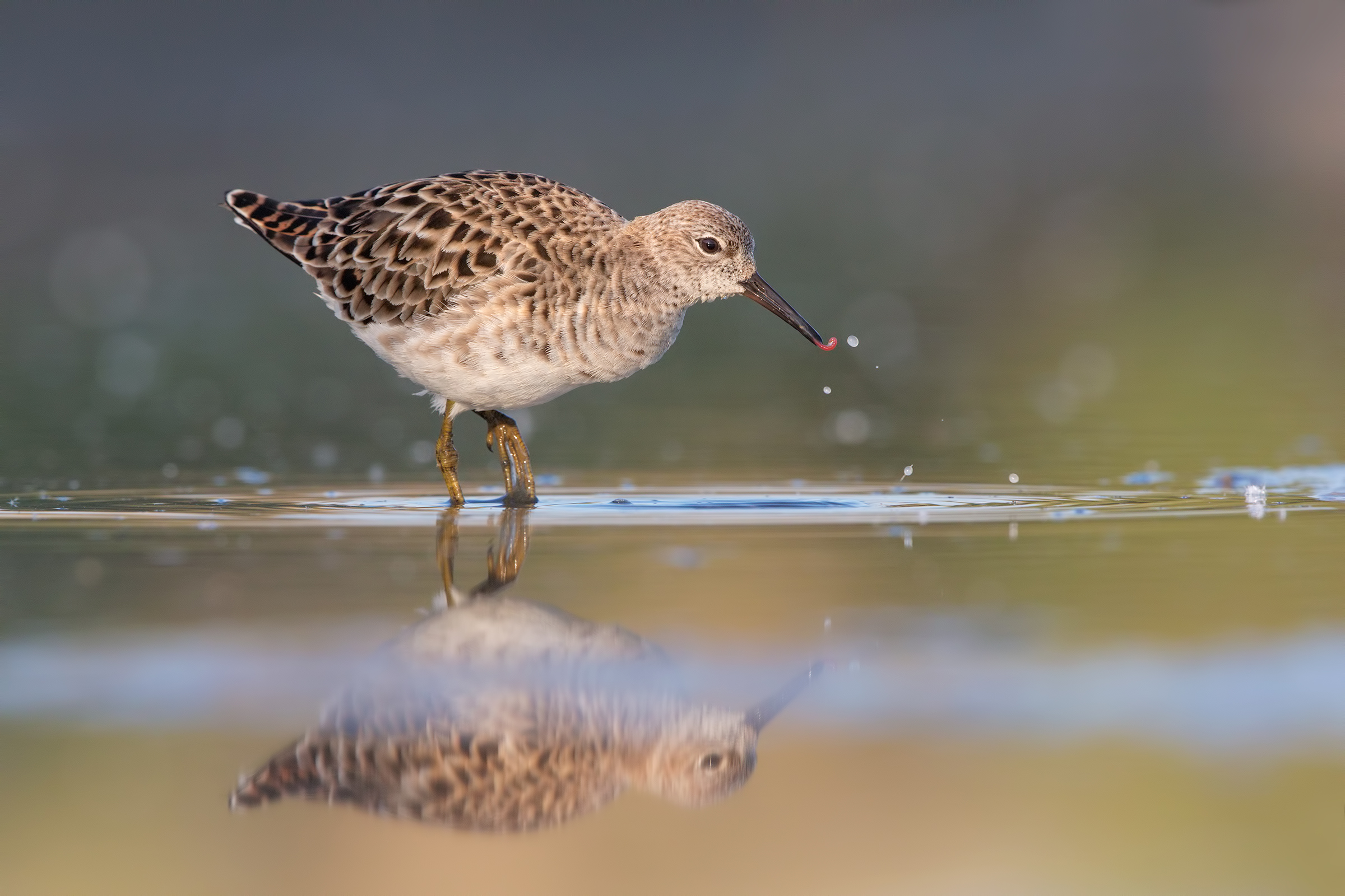 Combattente con preda