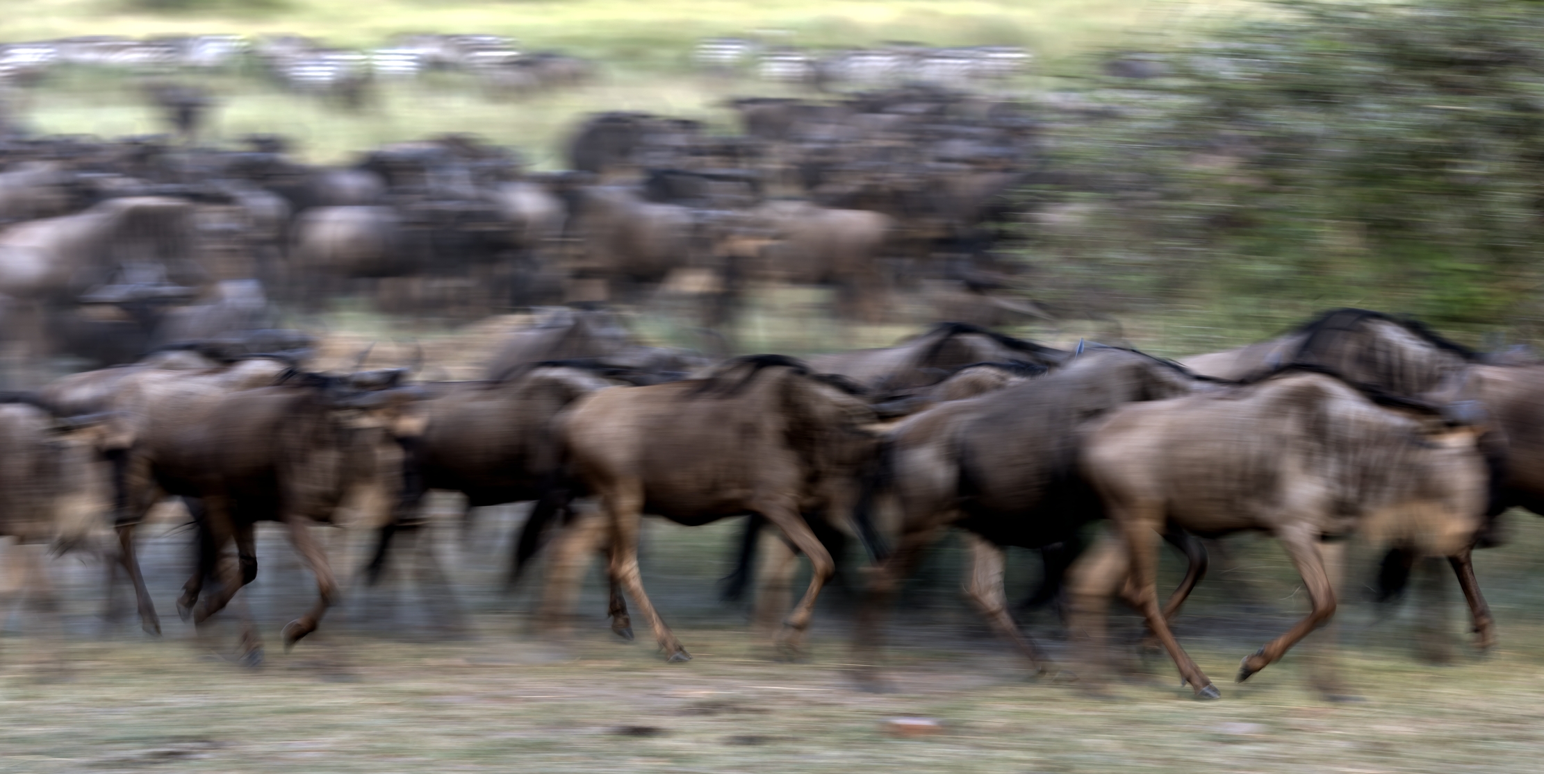 Tanzania 2016 - La grande migrazione