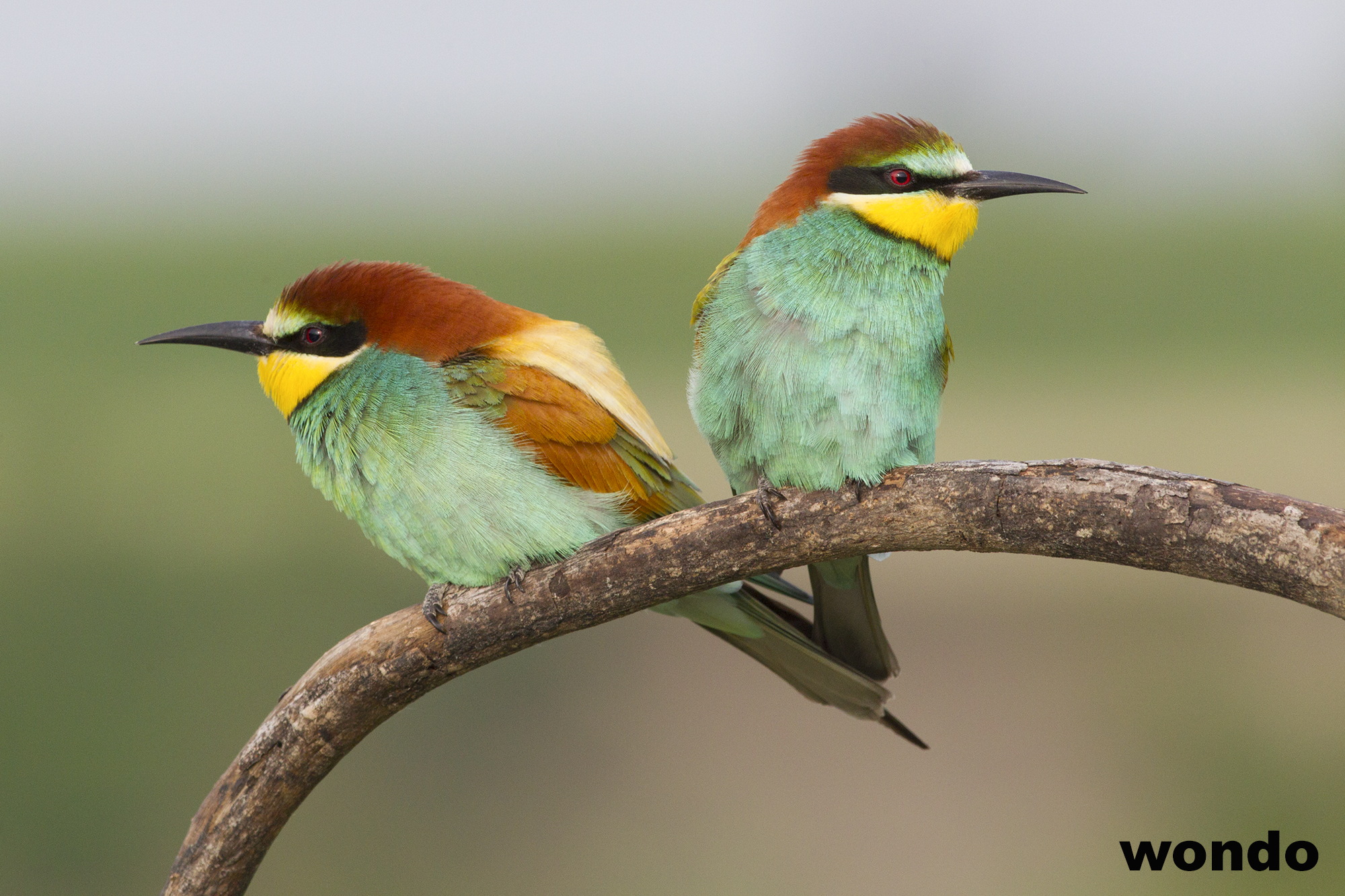 time of bee-eaters ....