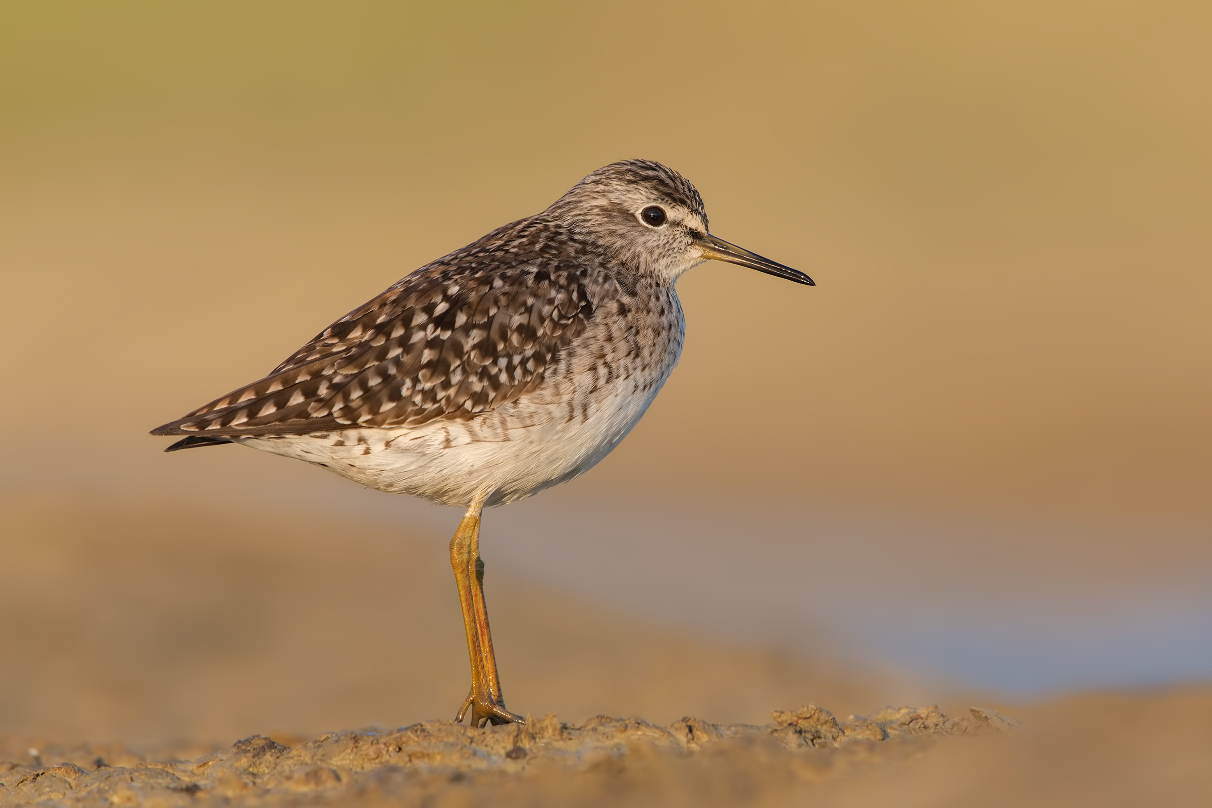 Wood Sandpiper