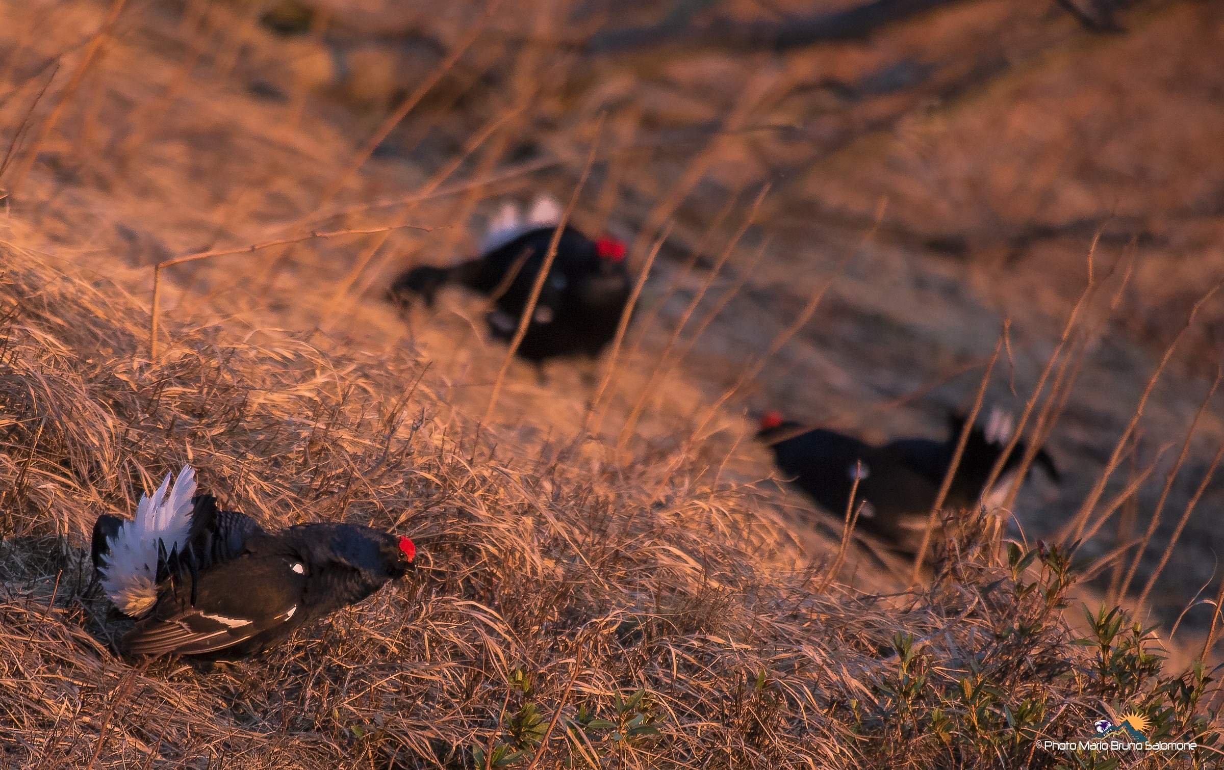 First rays on the theater of nature