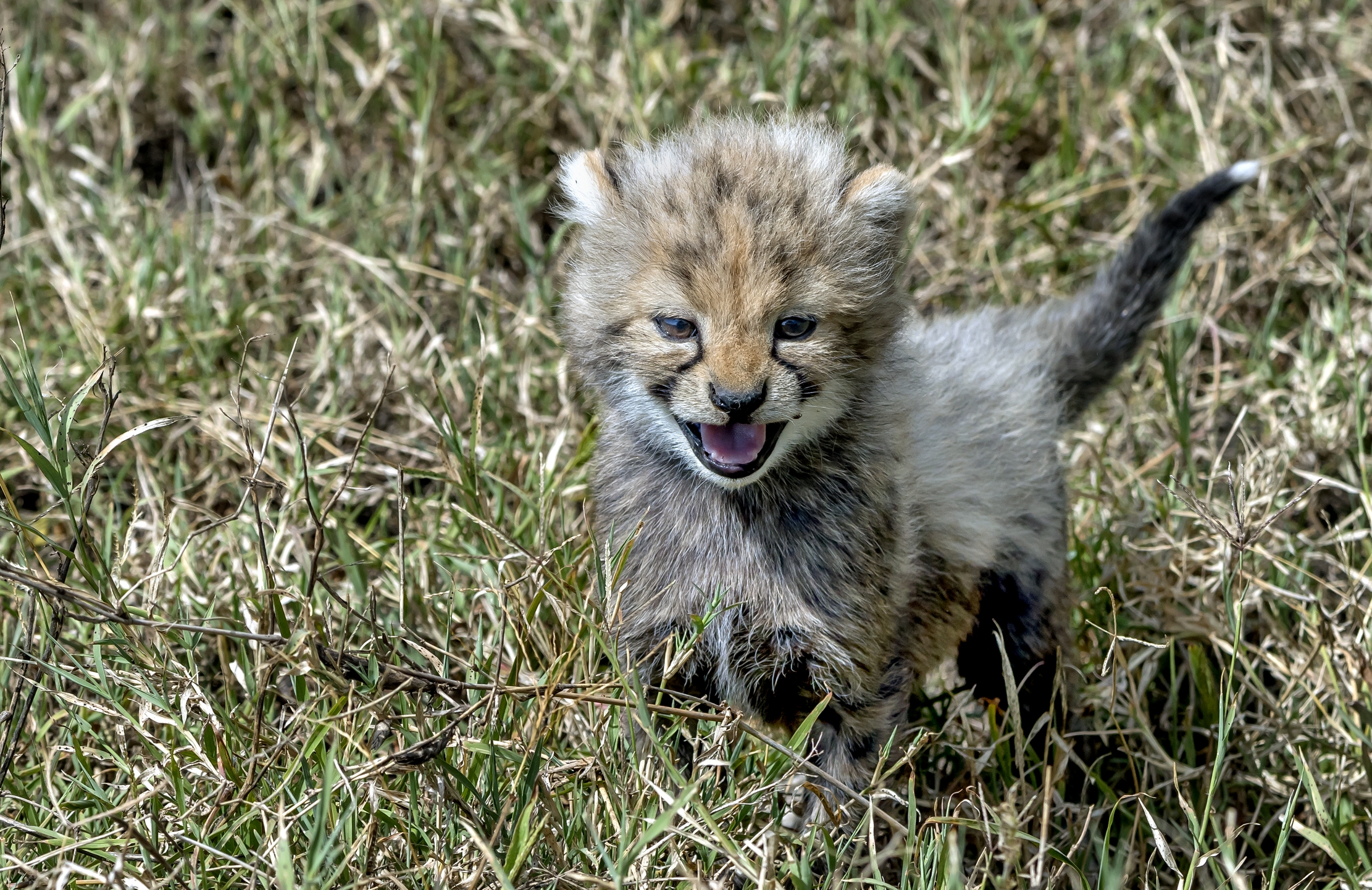 Tanzania 2016 - Ghepardino = Micino