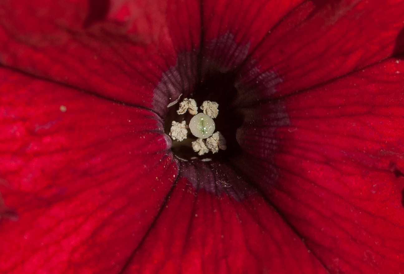 Pistils and pollen of petunia