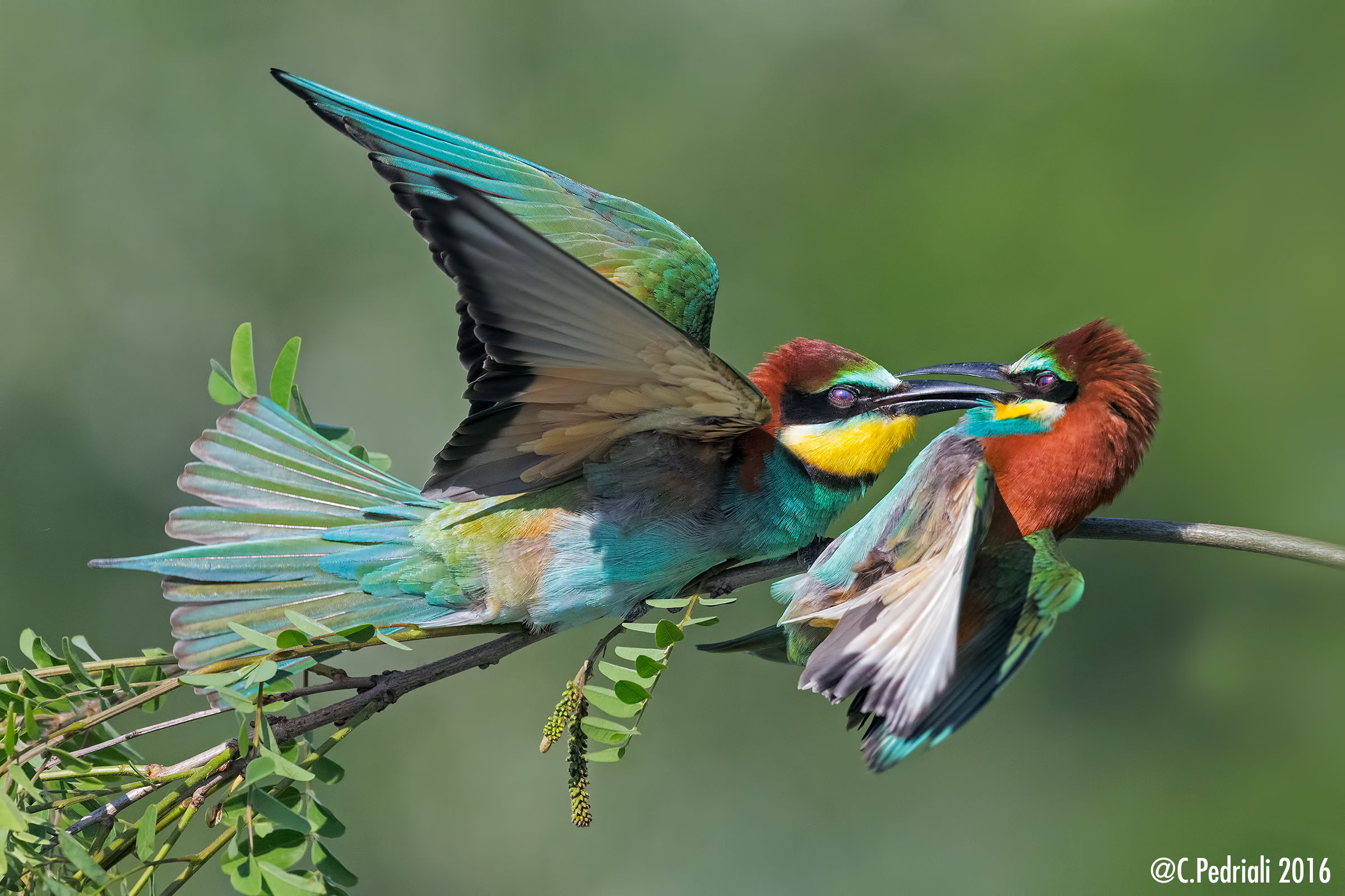 Orbi barrel .. (Bee-eaters)