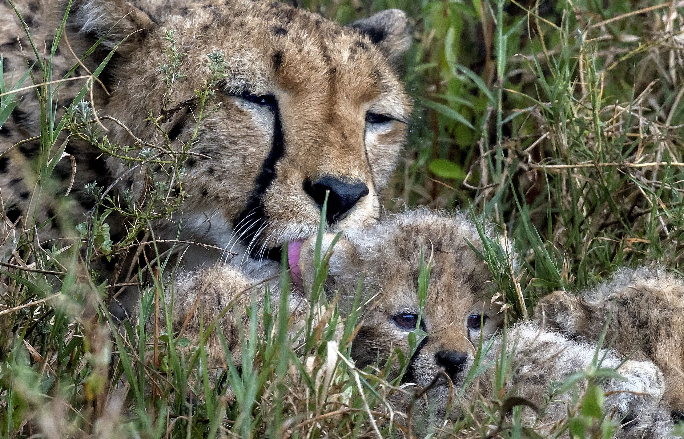 Tanzania 2016 - Nell'erba della savana