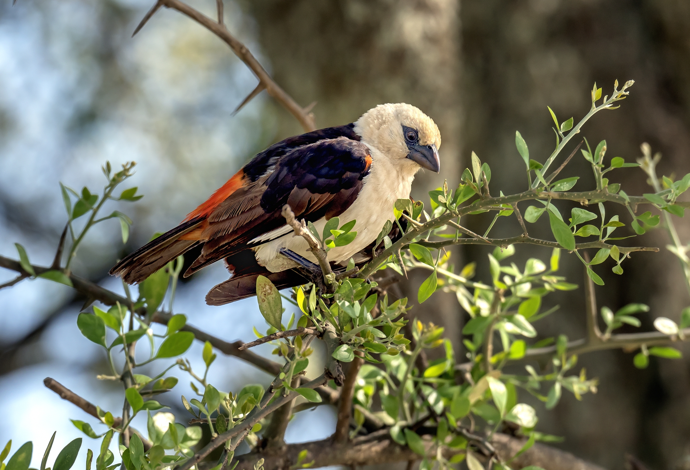 Tanzania 2016 - Tessitore dei bufali testabianca