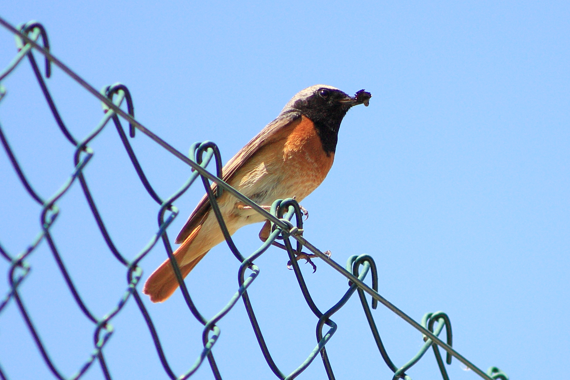 Codirosso: " i miei piccoli mi aspettano ! "