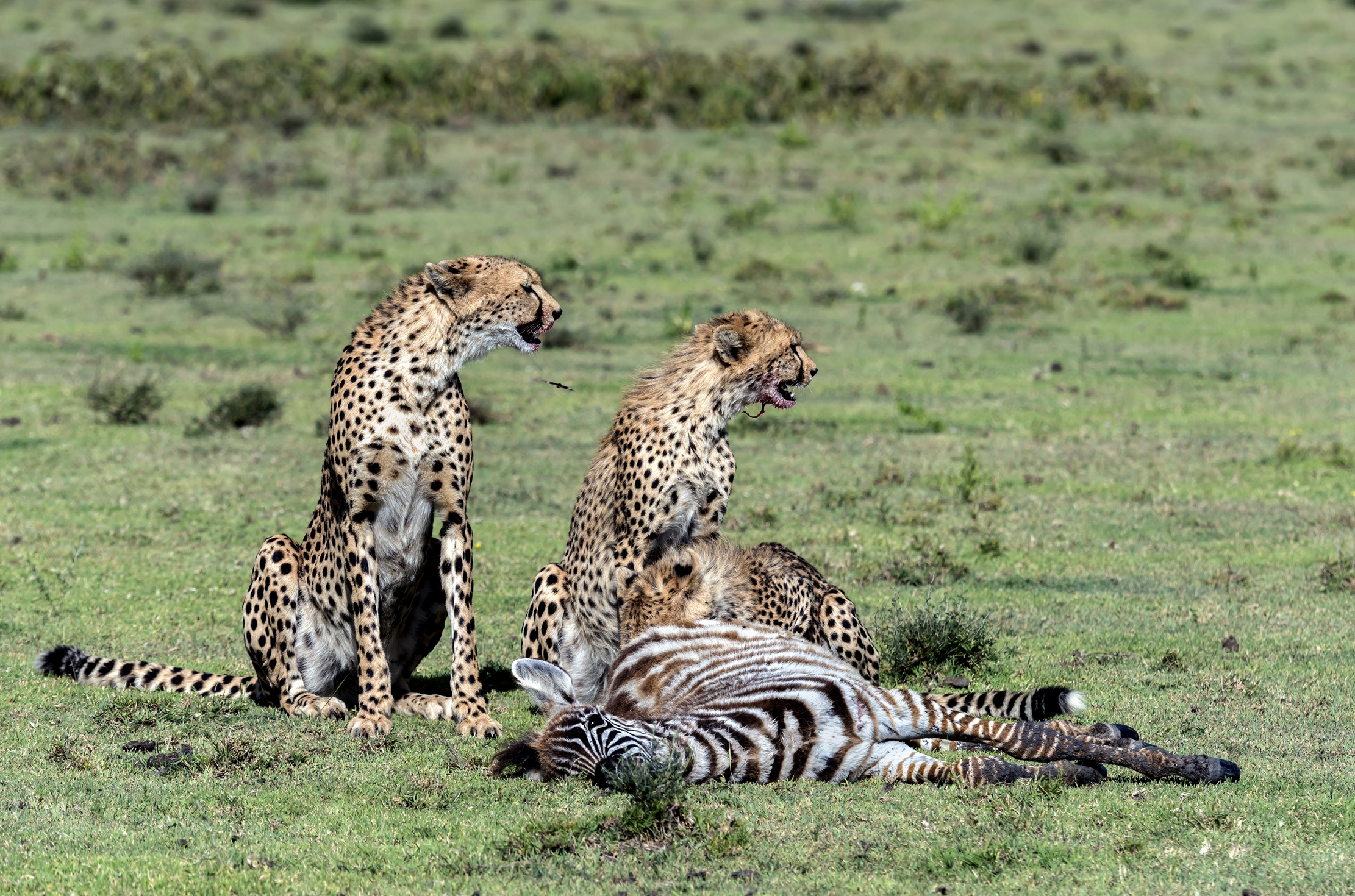 Tanzania 2016 - Predazione