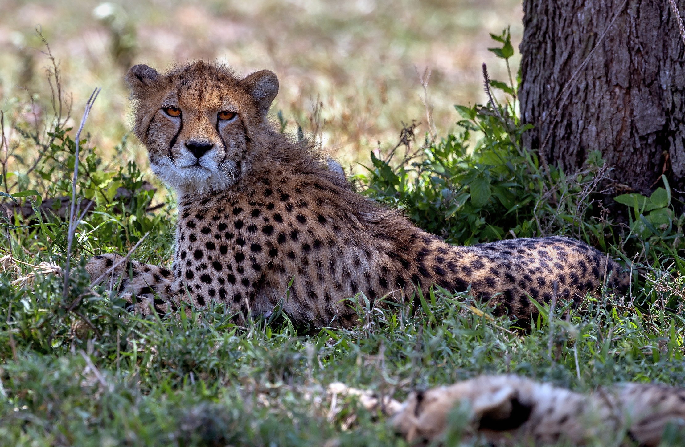 Tanzania 2016 - Cheetah