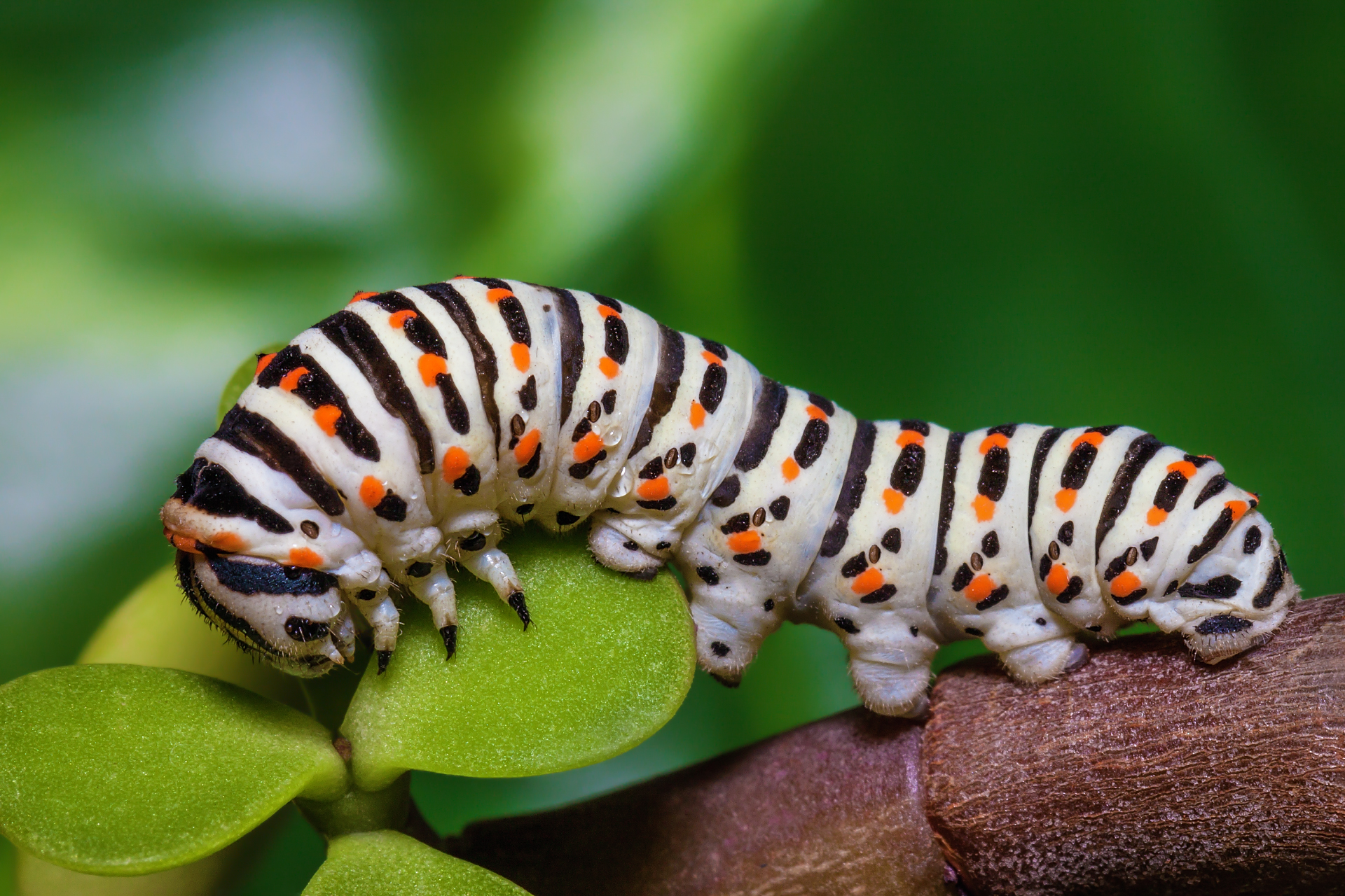 Swallowtail Caterpillar