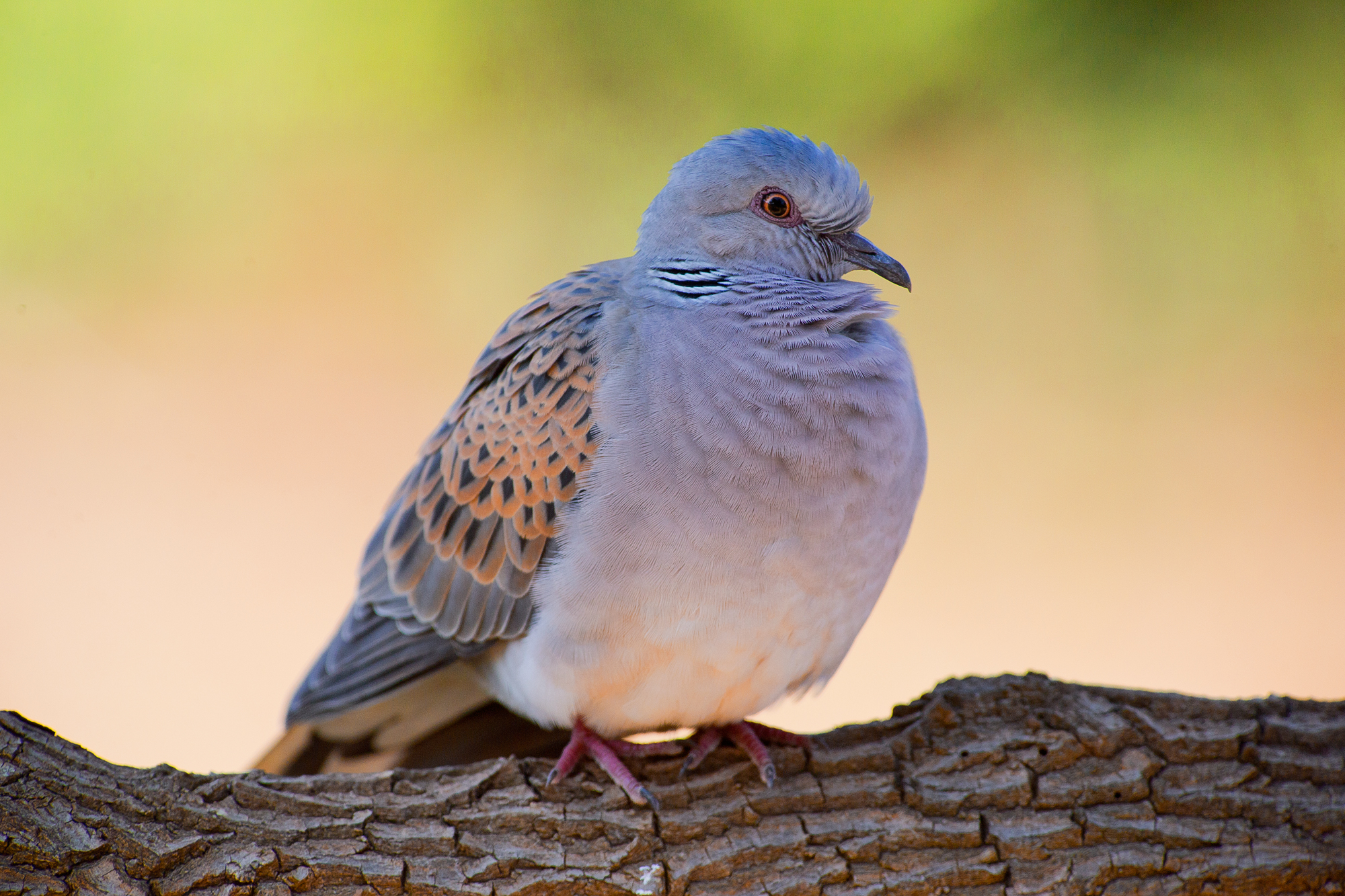 turtle dove