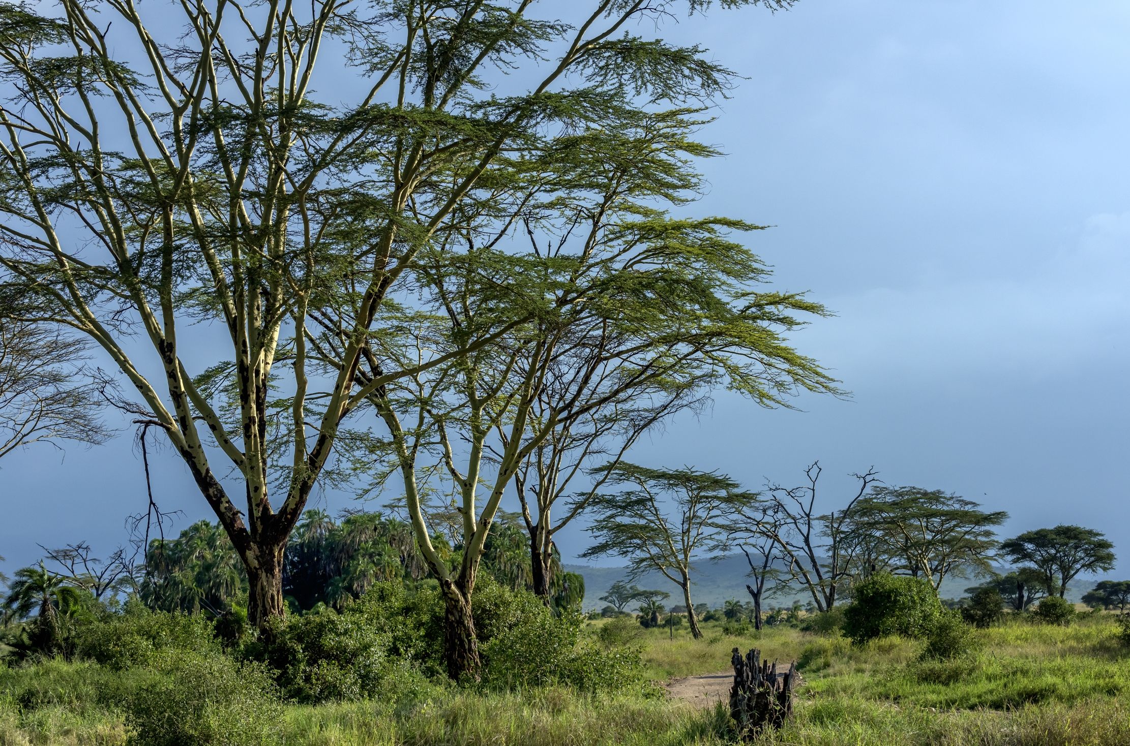 Tanzania 2016 - Serengeti