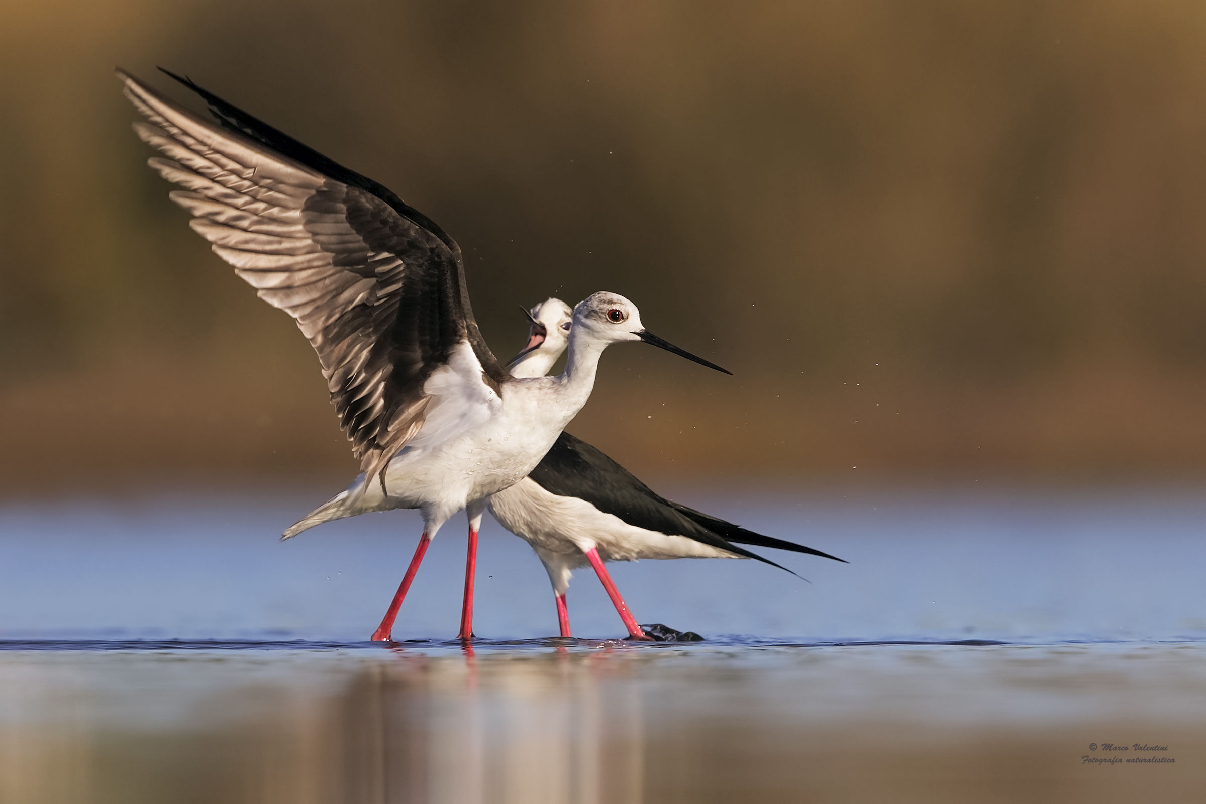 Stilt commotion - Knights agitated