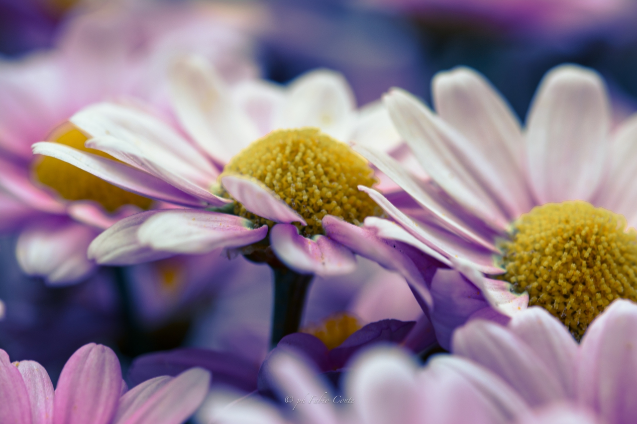 Tributo alla bellezza...