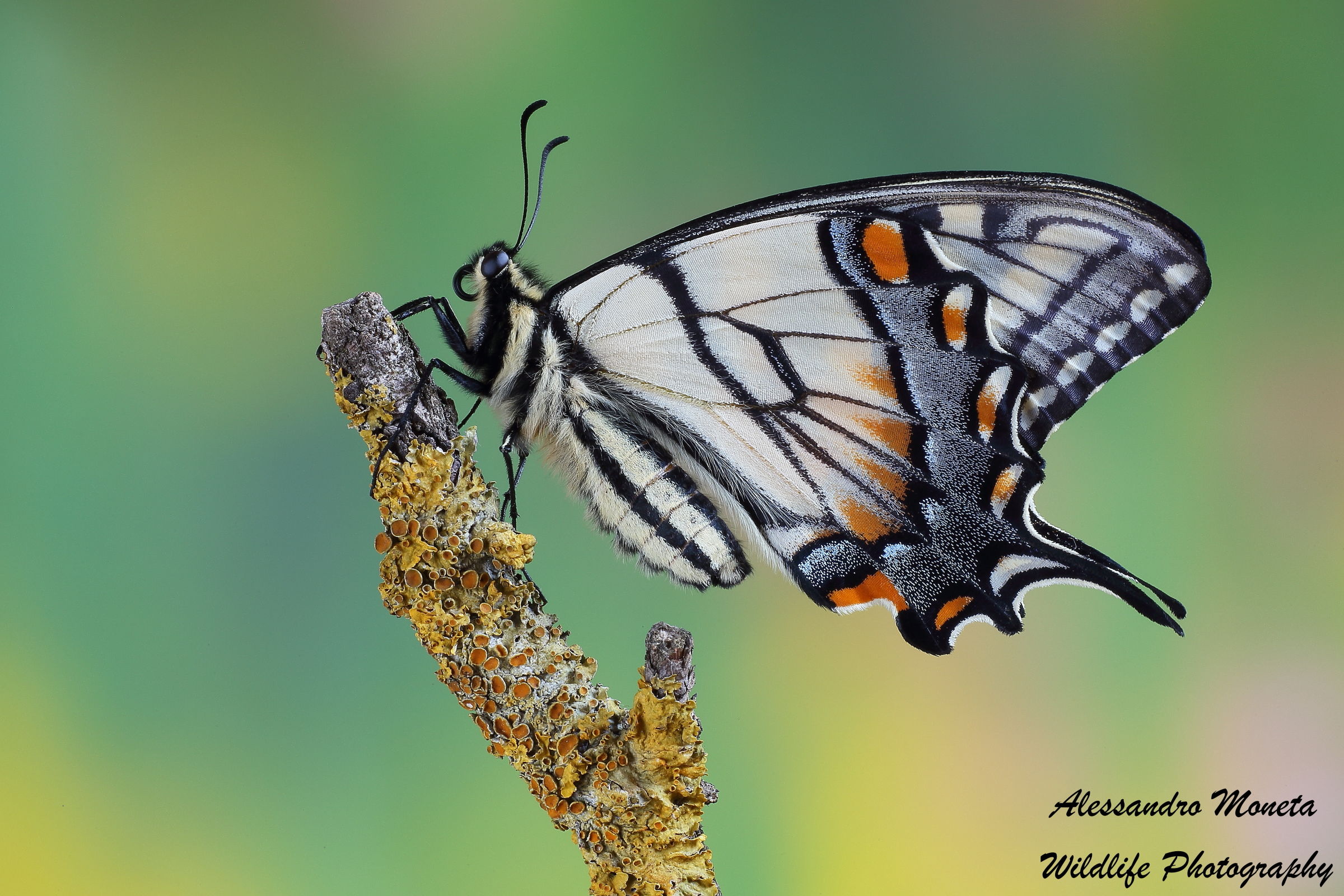 Papilio glaucus