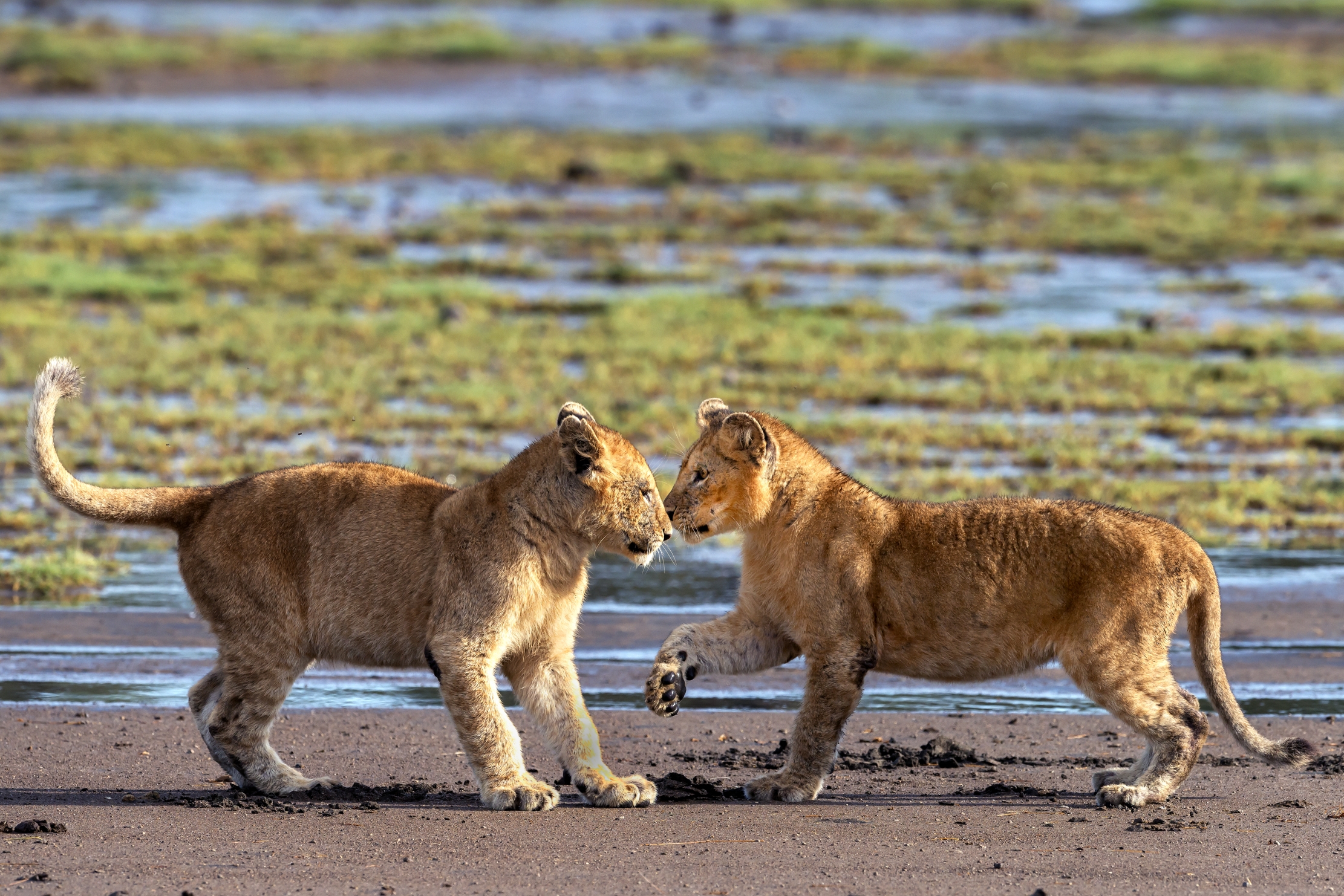 Tanzania 2016 - Piccoli confronti
