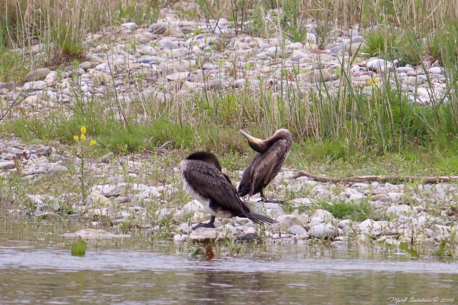 cormorants
