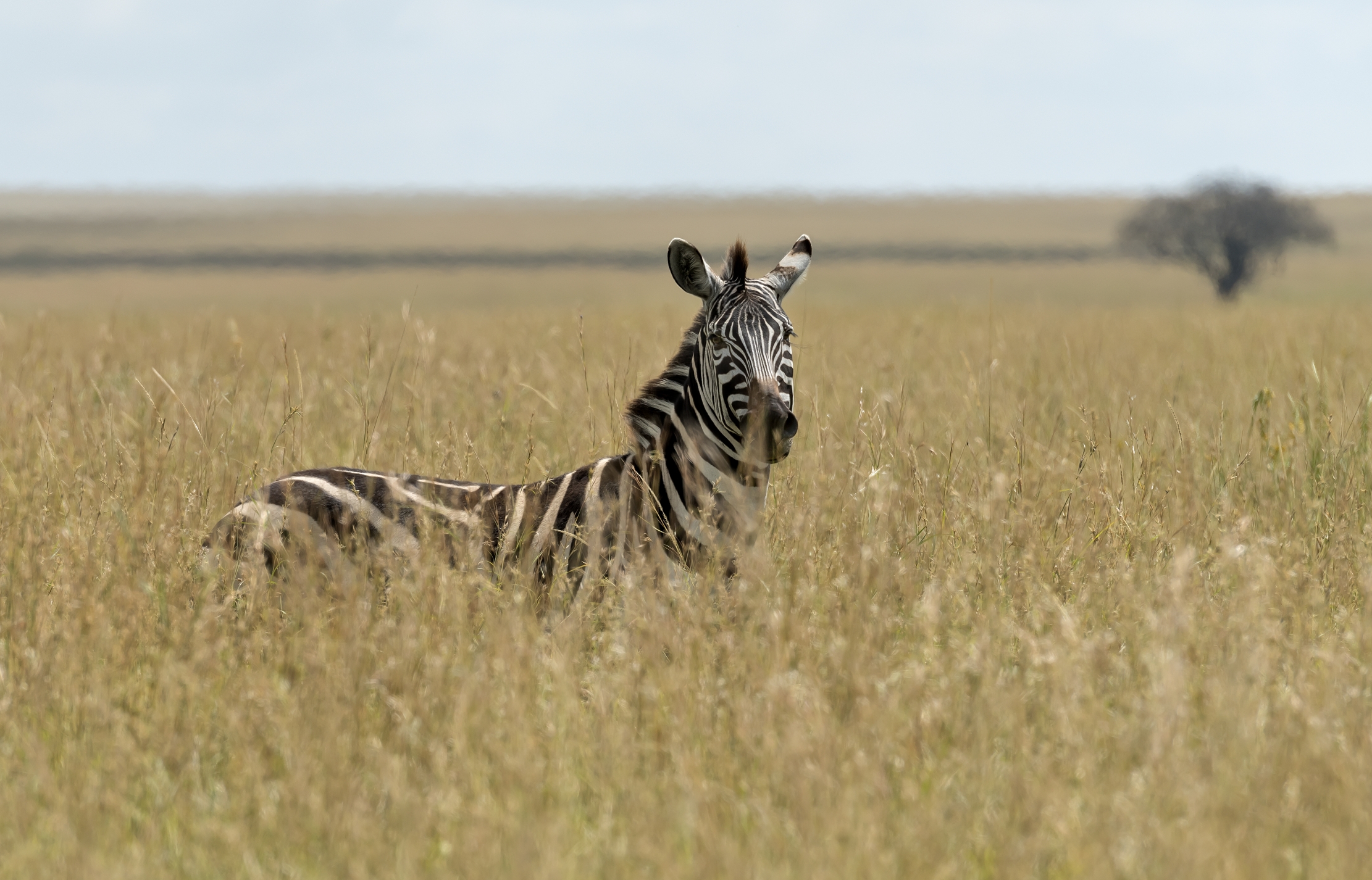 Tanzania 2016 - Nella savana