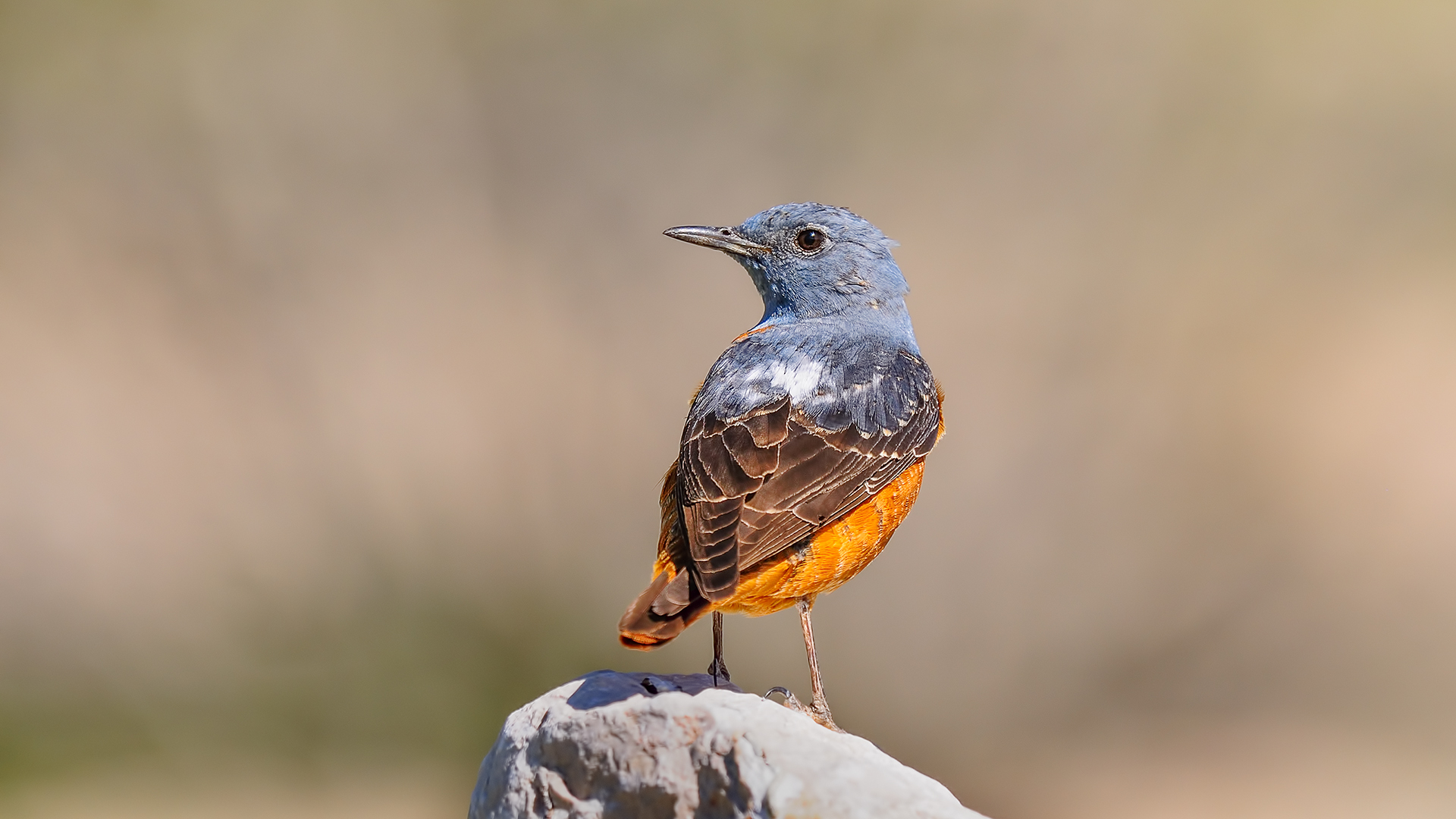 Common Rock Thrush » Monticola saxatilis