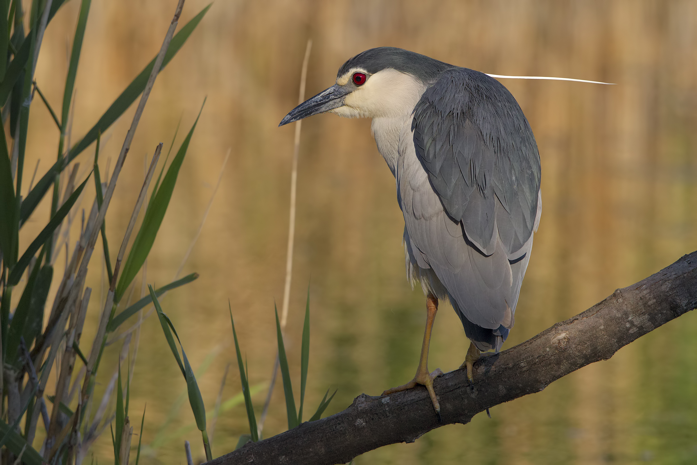 Night Heron