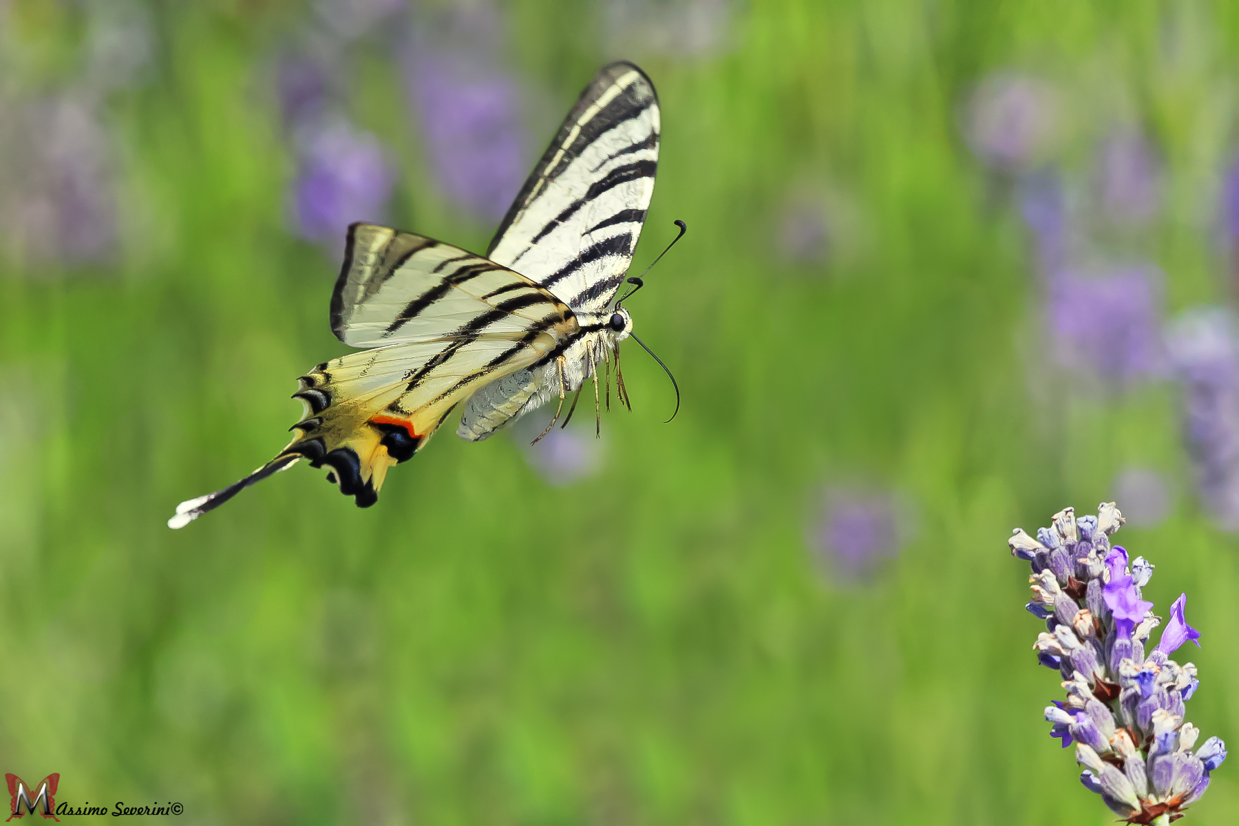 Fable steering wheel 2