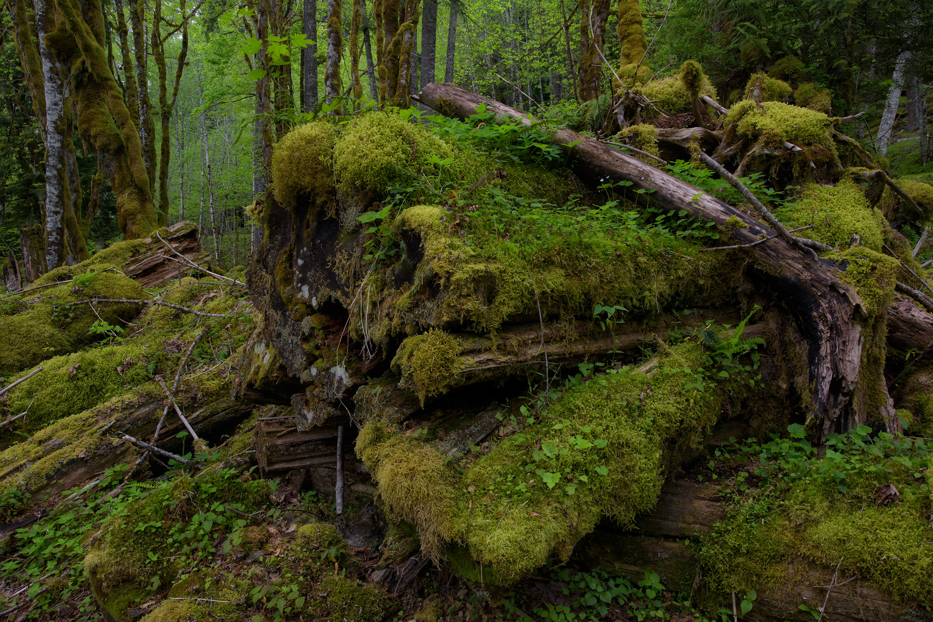 Moss green, Olympic Peninsula, WA