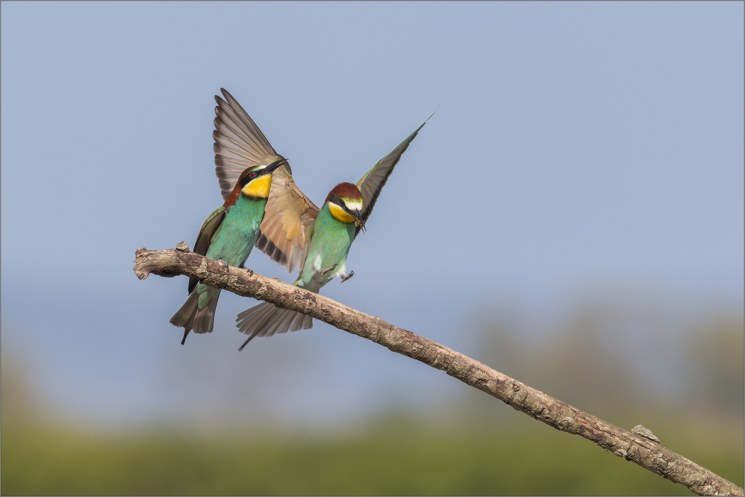 bee-eater landing with prey