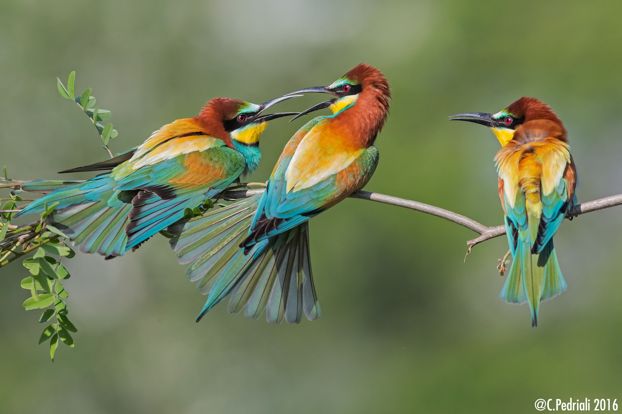 Between the two litigants .. (Bee-eaters)