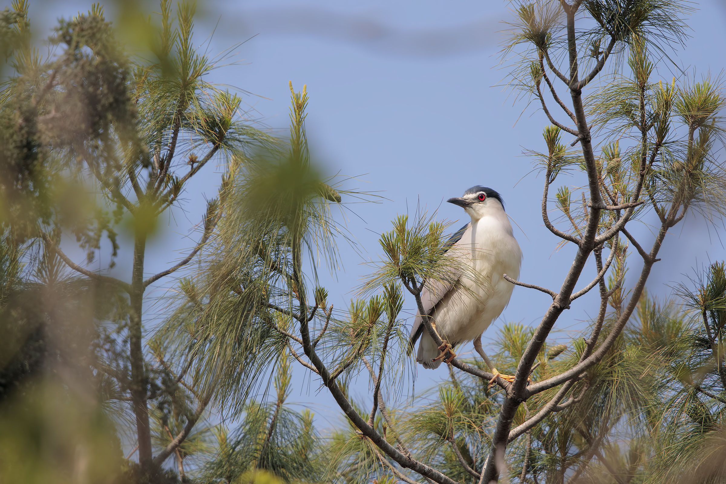 Night Heron