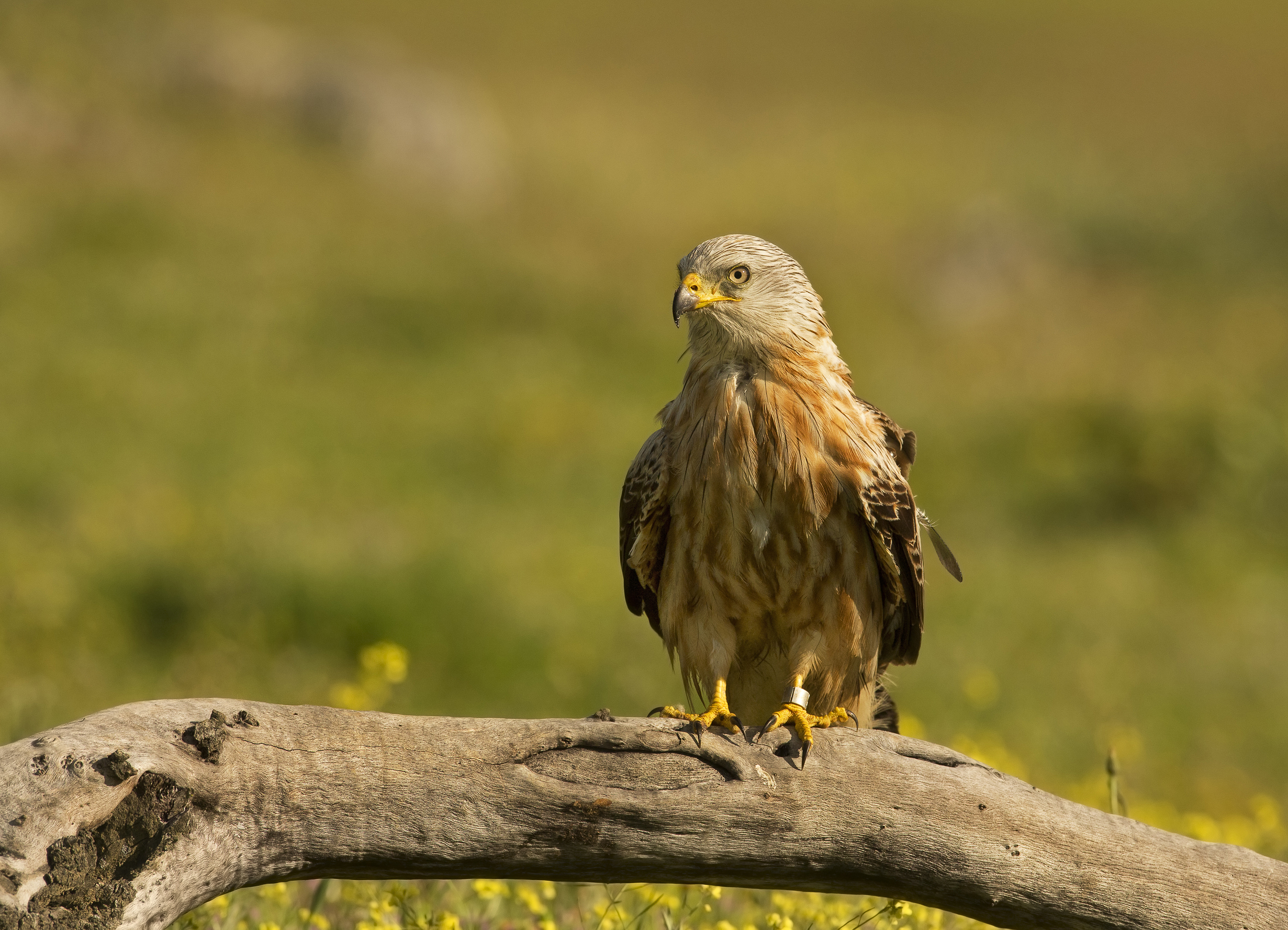 nibbio reale(milvus milvus)