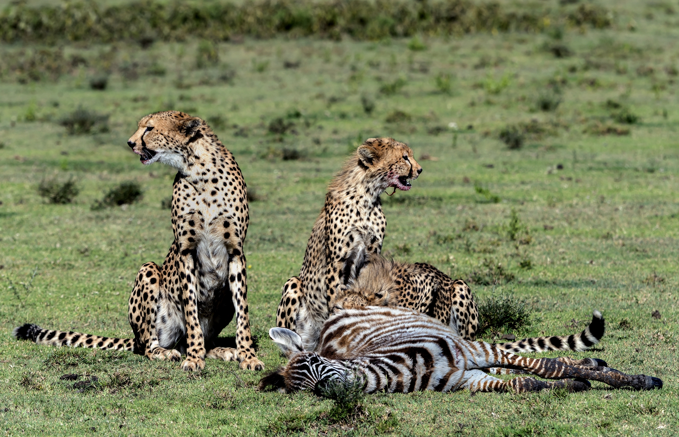 Tanzania 2016 - Predazione