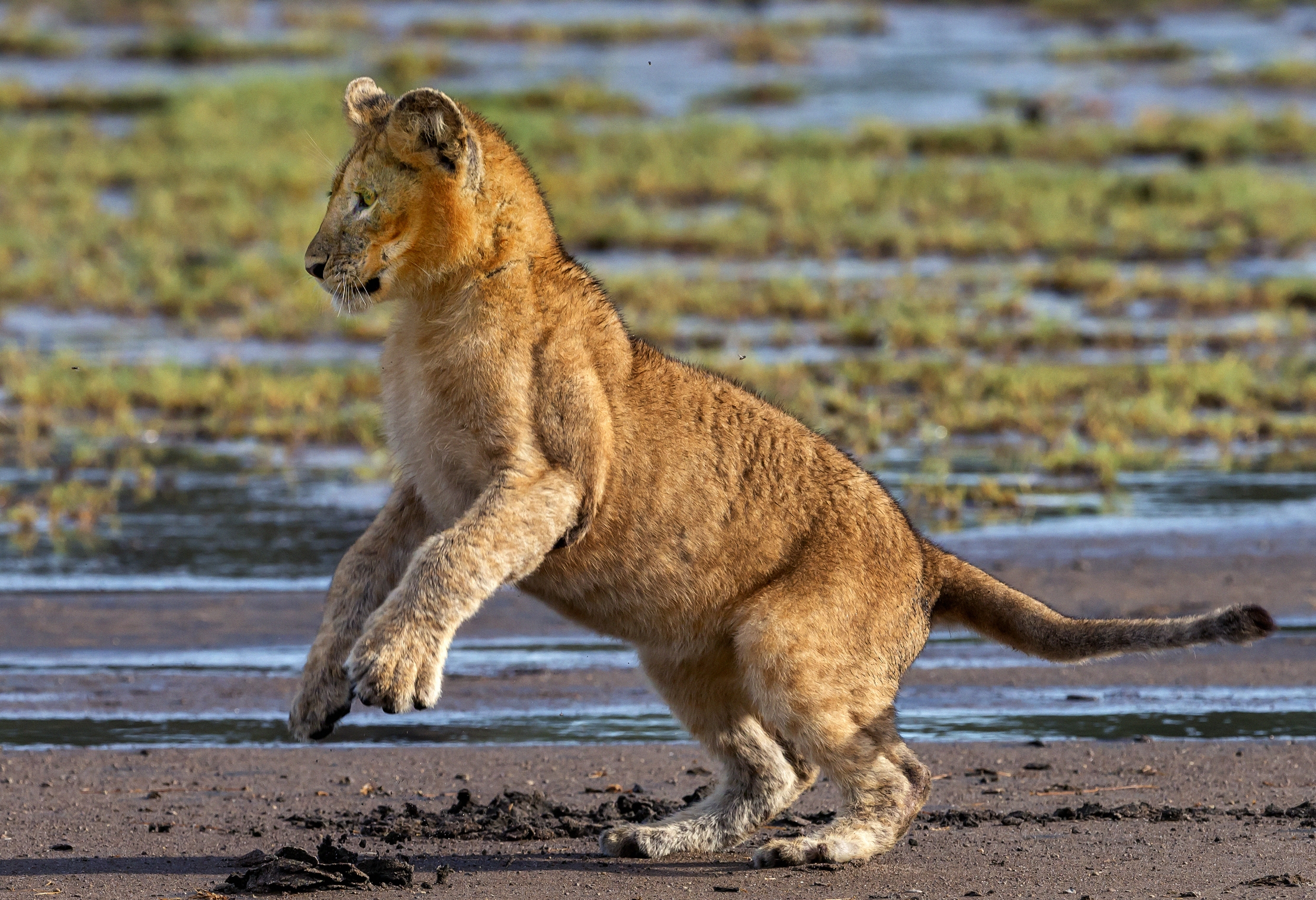 Tanzania 2016 - Cucciolo