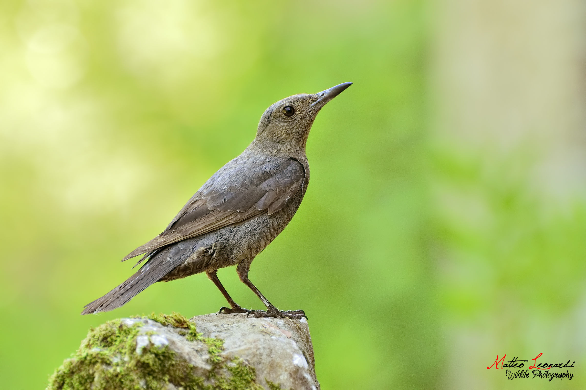 Passero Solitario Femmina