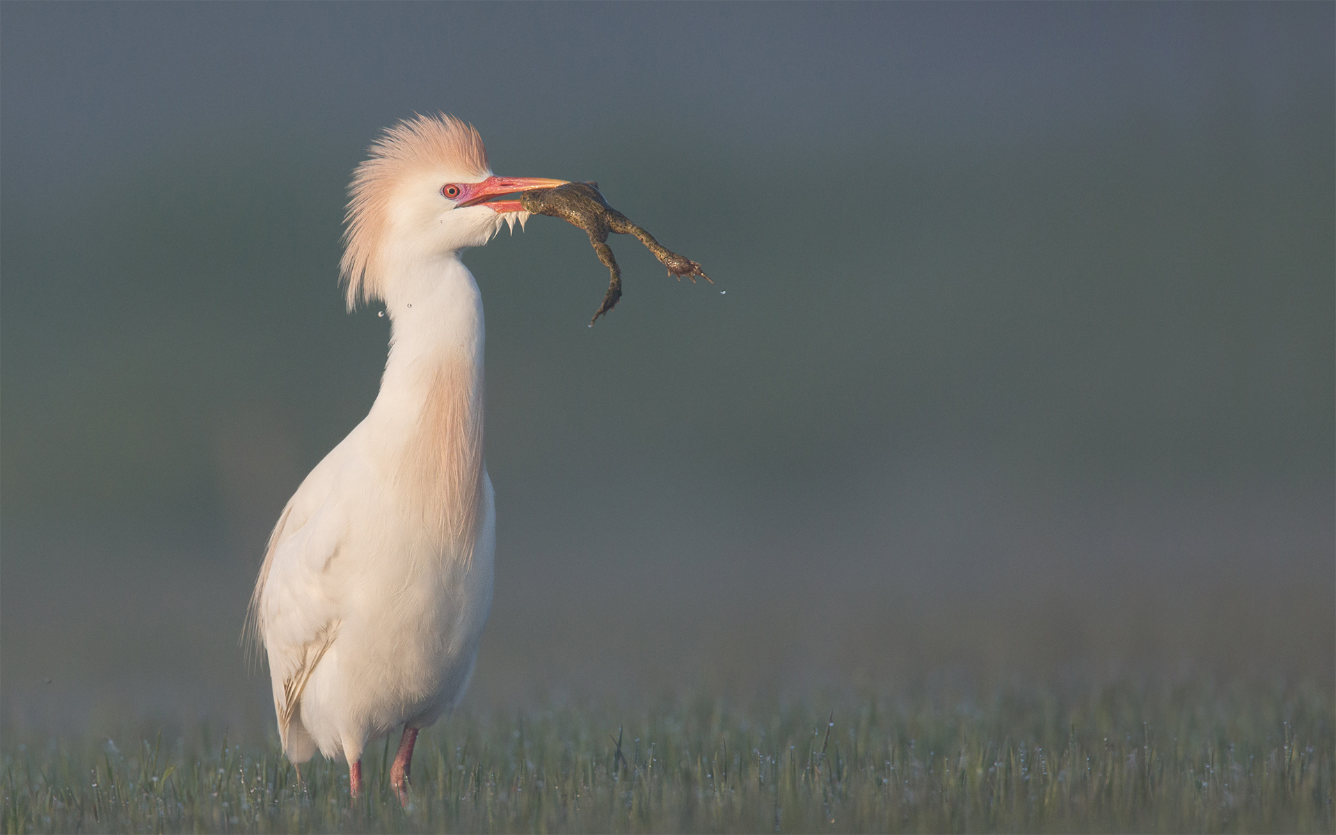Heron Egret - Bubulcus ibis