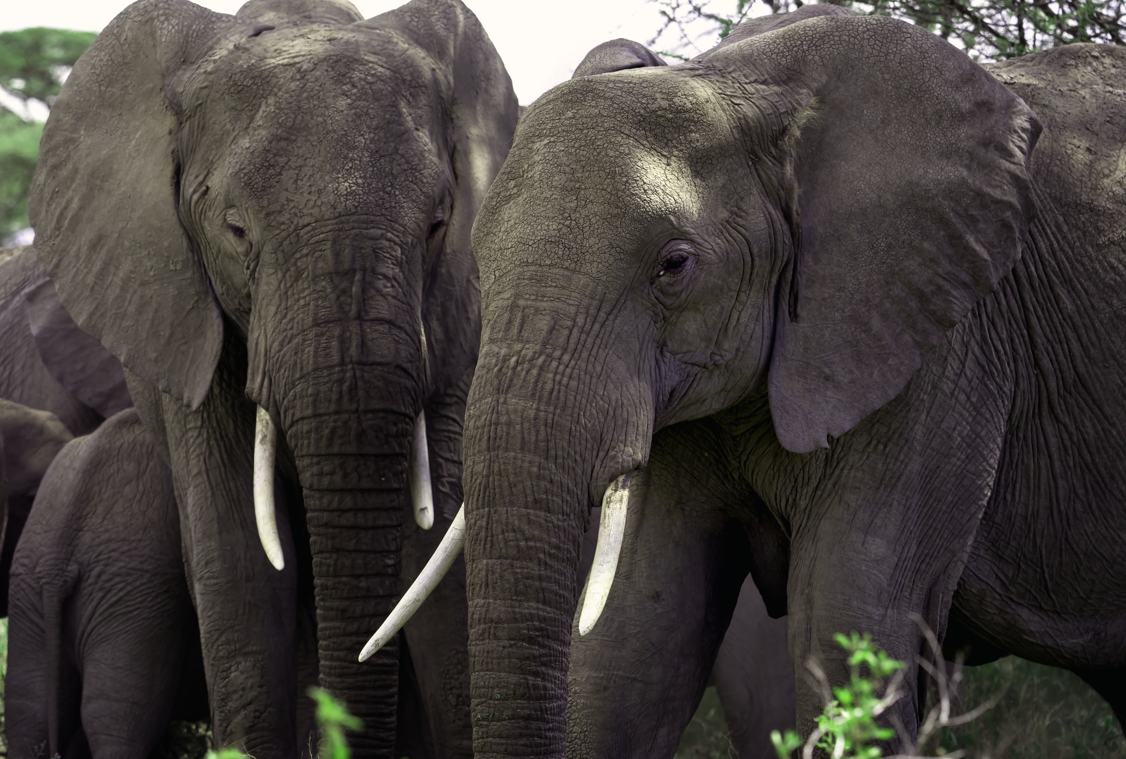 Tanzania 2016 - Elephant